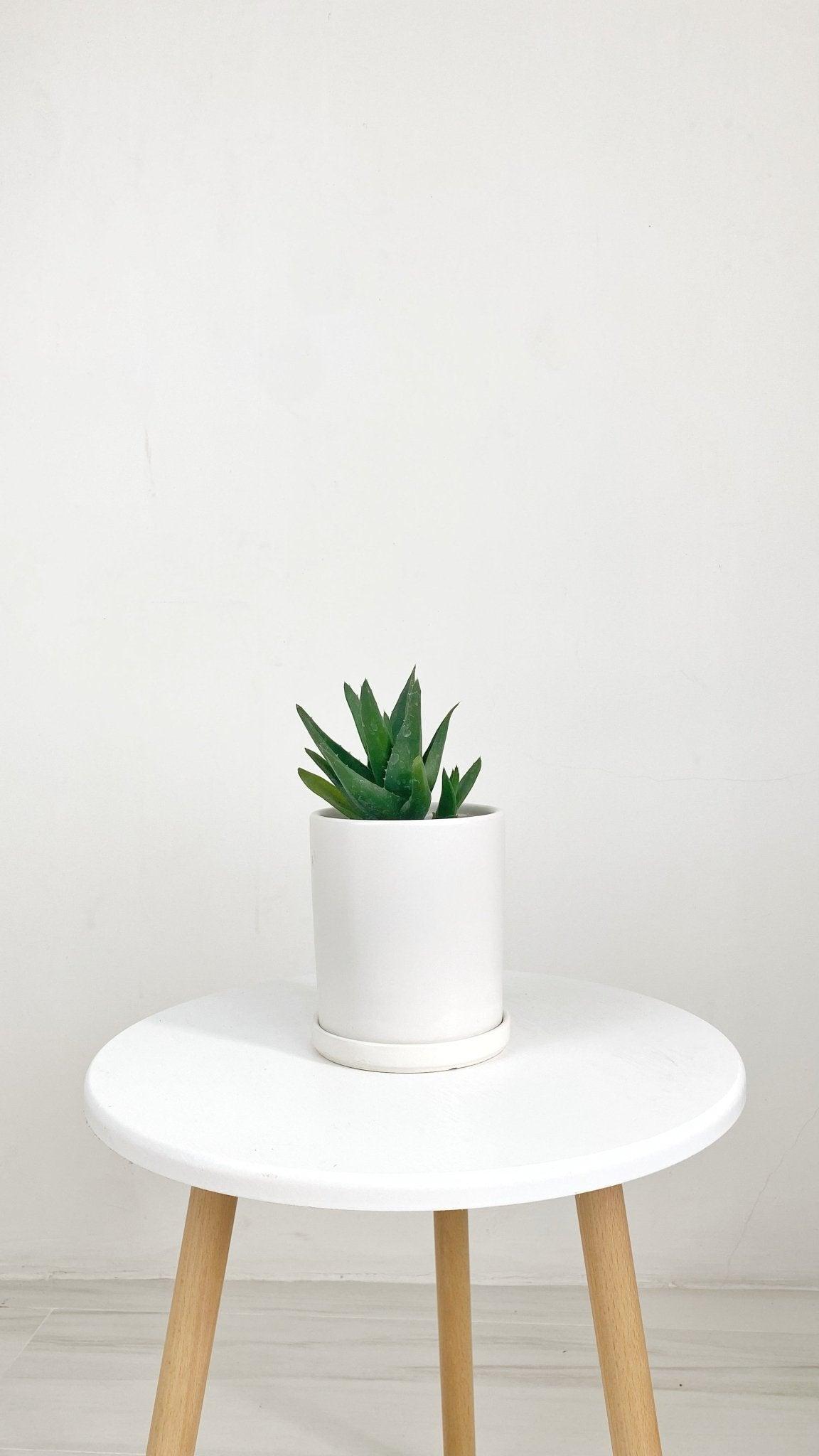 ES1257 Cylinder Glazed Clay Desk Ceramic Pot with Ceramic Saucer