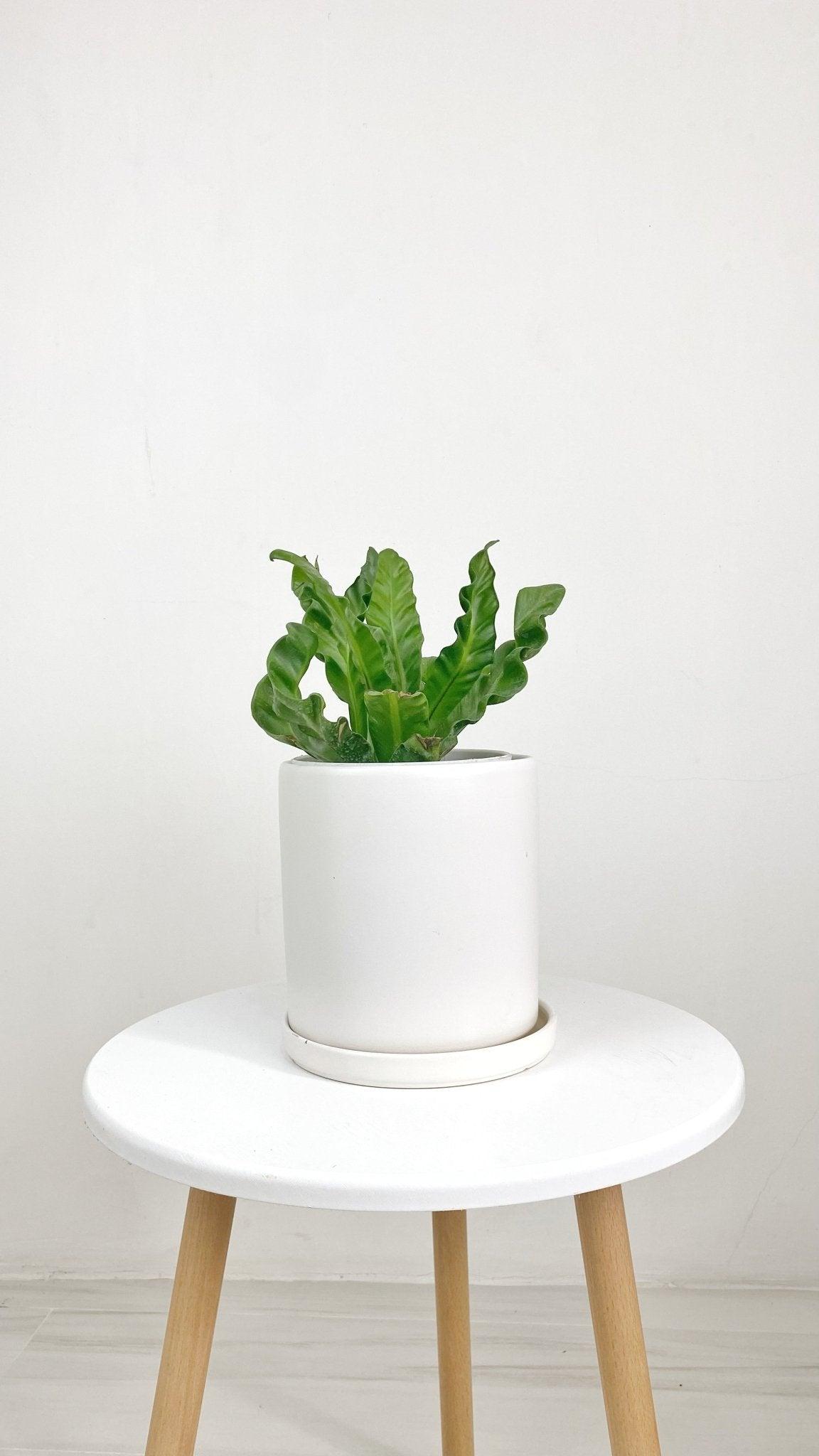ES1257 Cylinder Glazed Clay Desk Ceramic Pot with Ceramic Saucer
