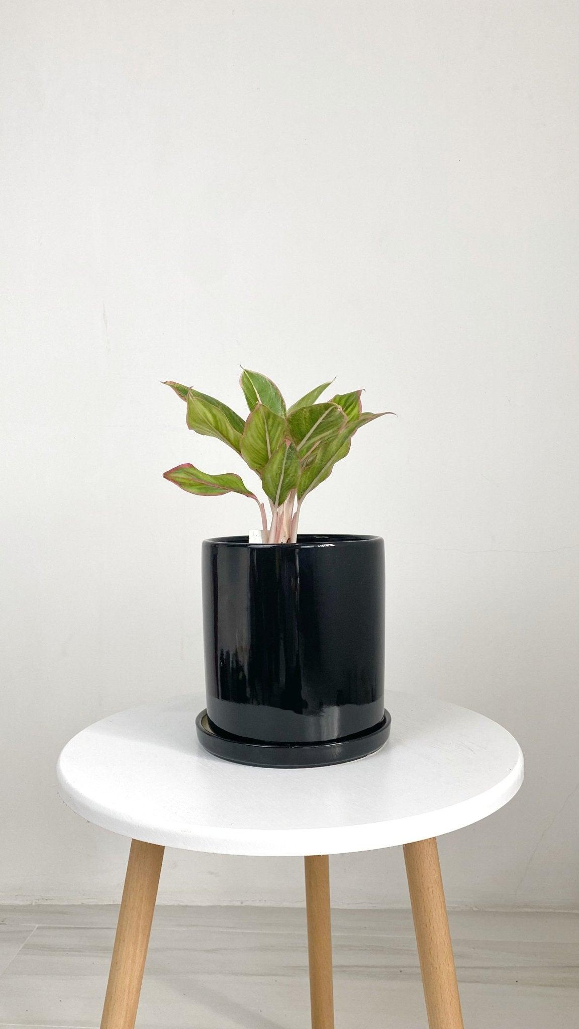 ES1257 Cylinder Glazed Clay Desk Ceramic Pot with Ceramic Saucer