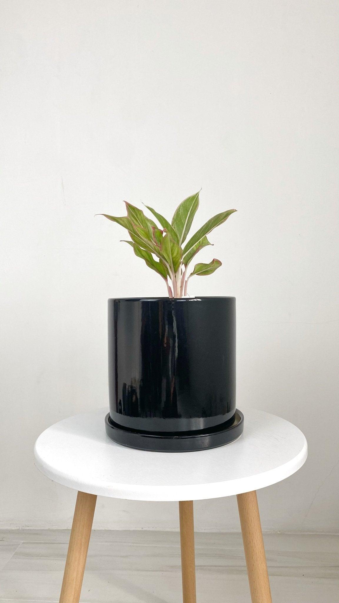 ES1257 Cylinder Glazed Clay Desk Ceramic Pot with Ceramic Saucer