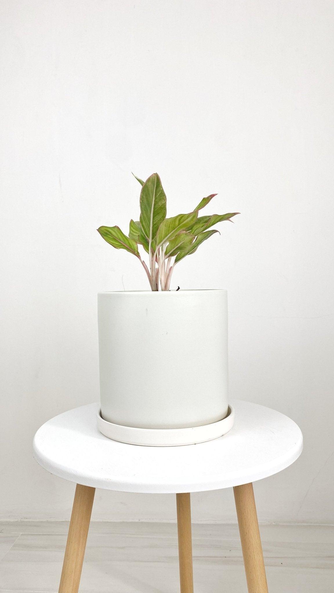 ES1257 Cylinder Glazed Clay Desk Ceramic Pot with Ceramic Saucer