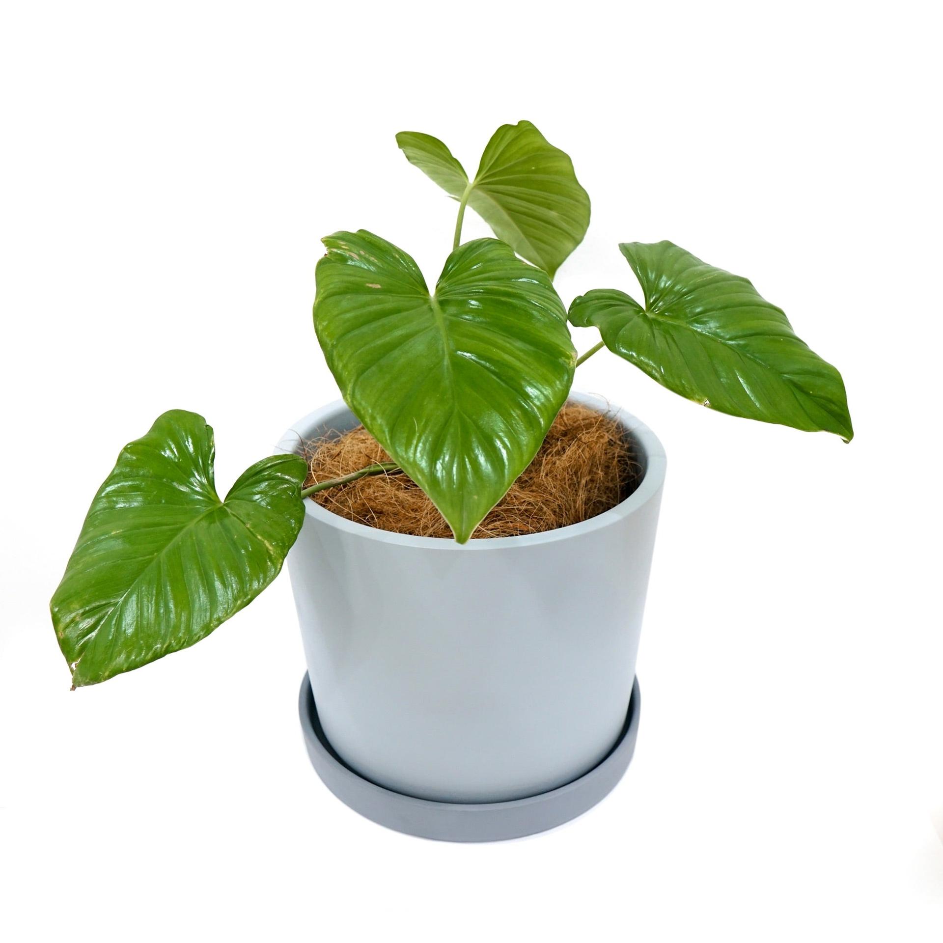 Simple Big Cylinder Floor Large Ceramic Pot with Saucer