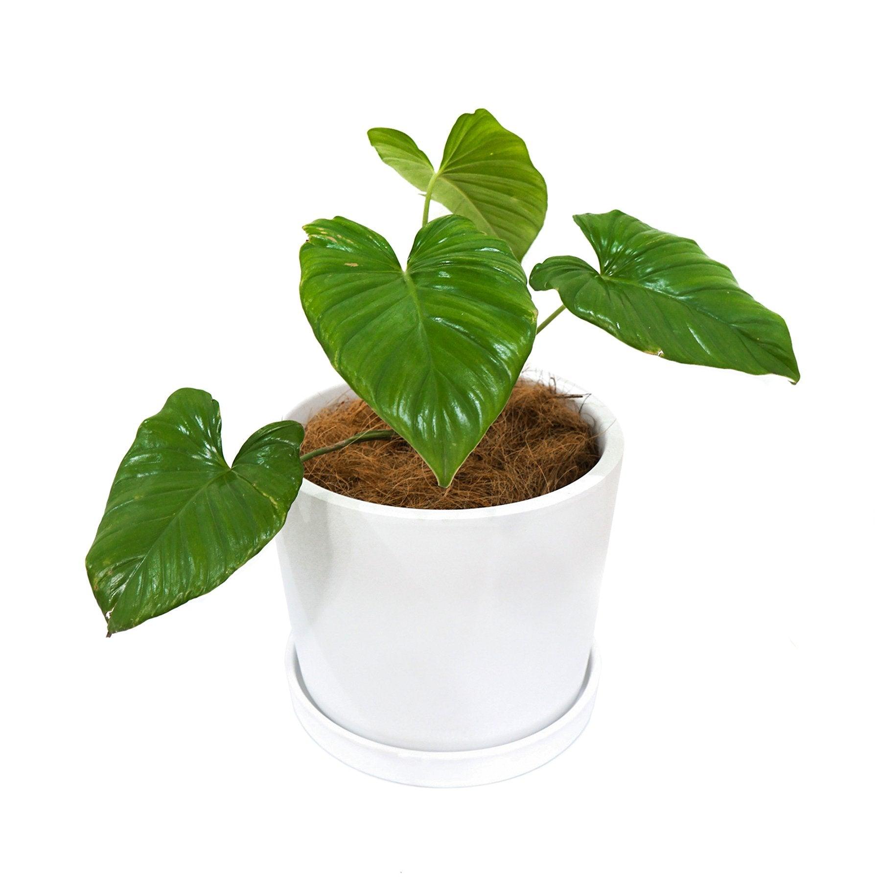 Simple Big Cylinder Floor Large Ceramic Pot with Saucer