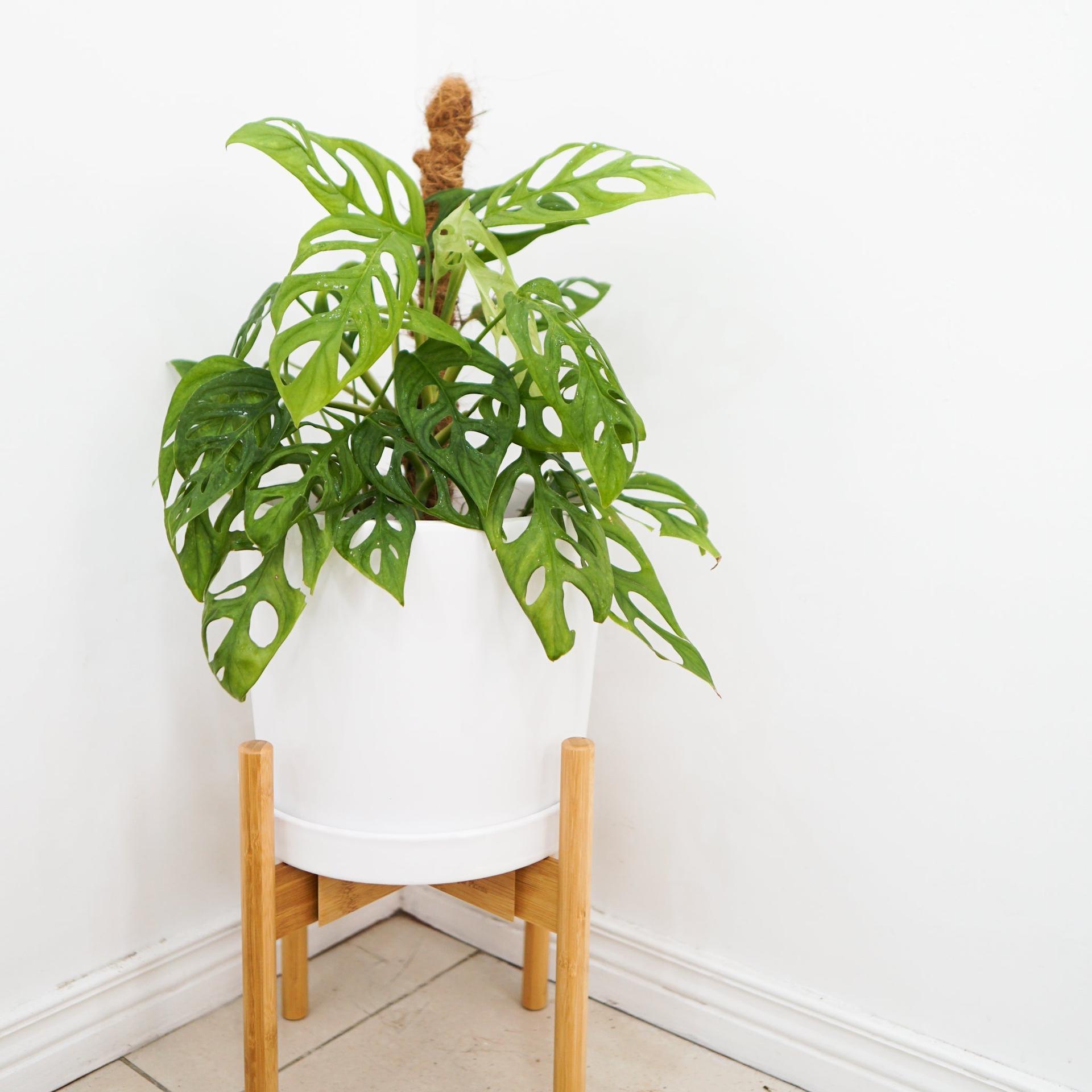 Simple Big Cylinder Floor Large Ceramic Pot with Saucer
