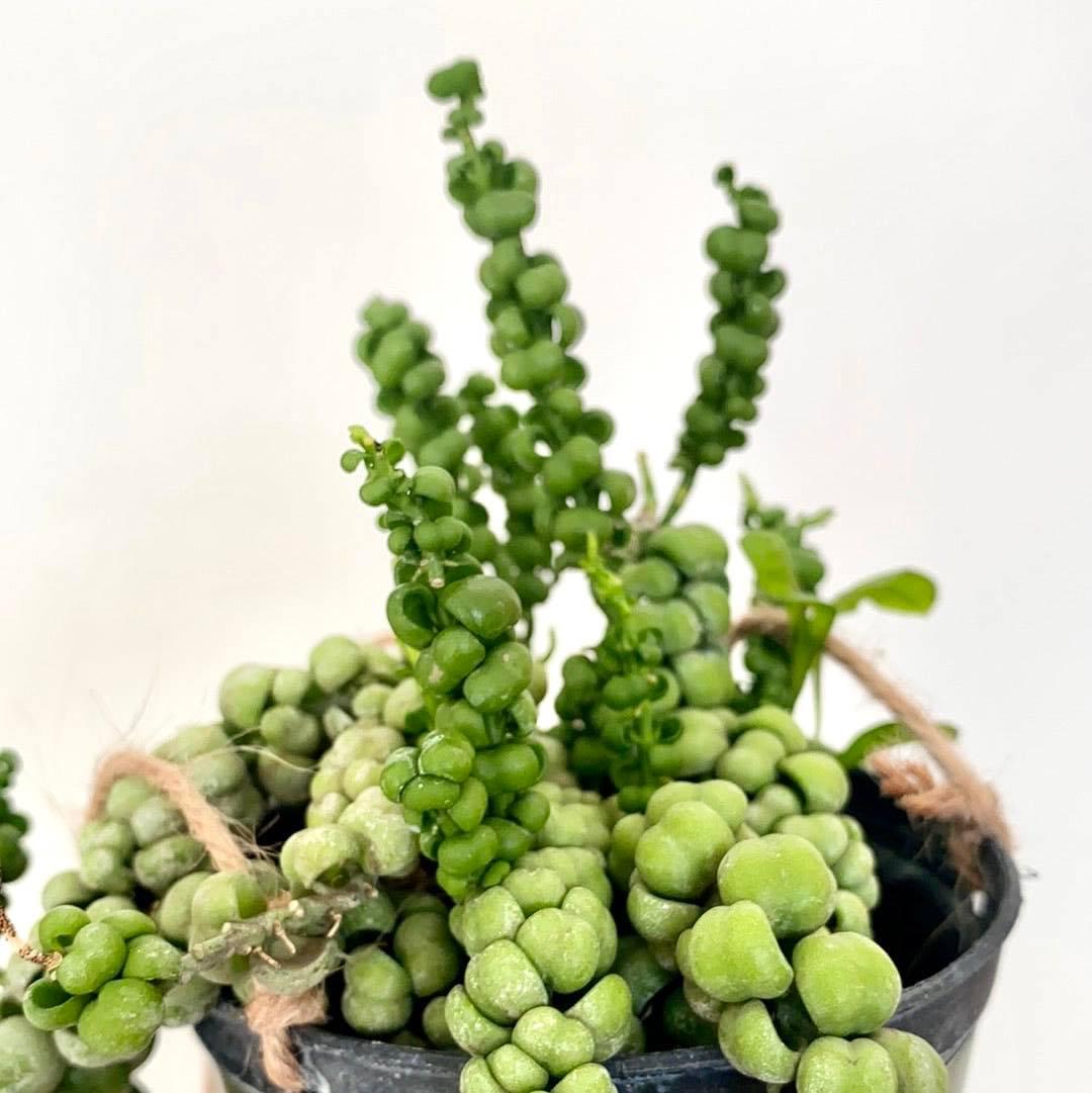 Dischidia Immarubu