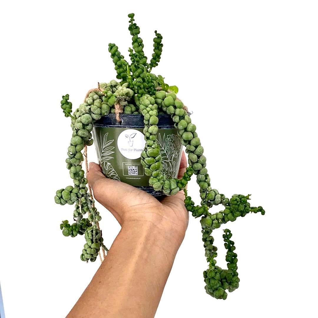 Dischidia Immarubu