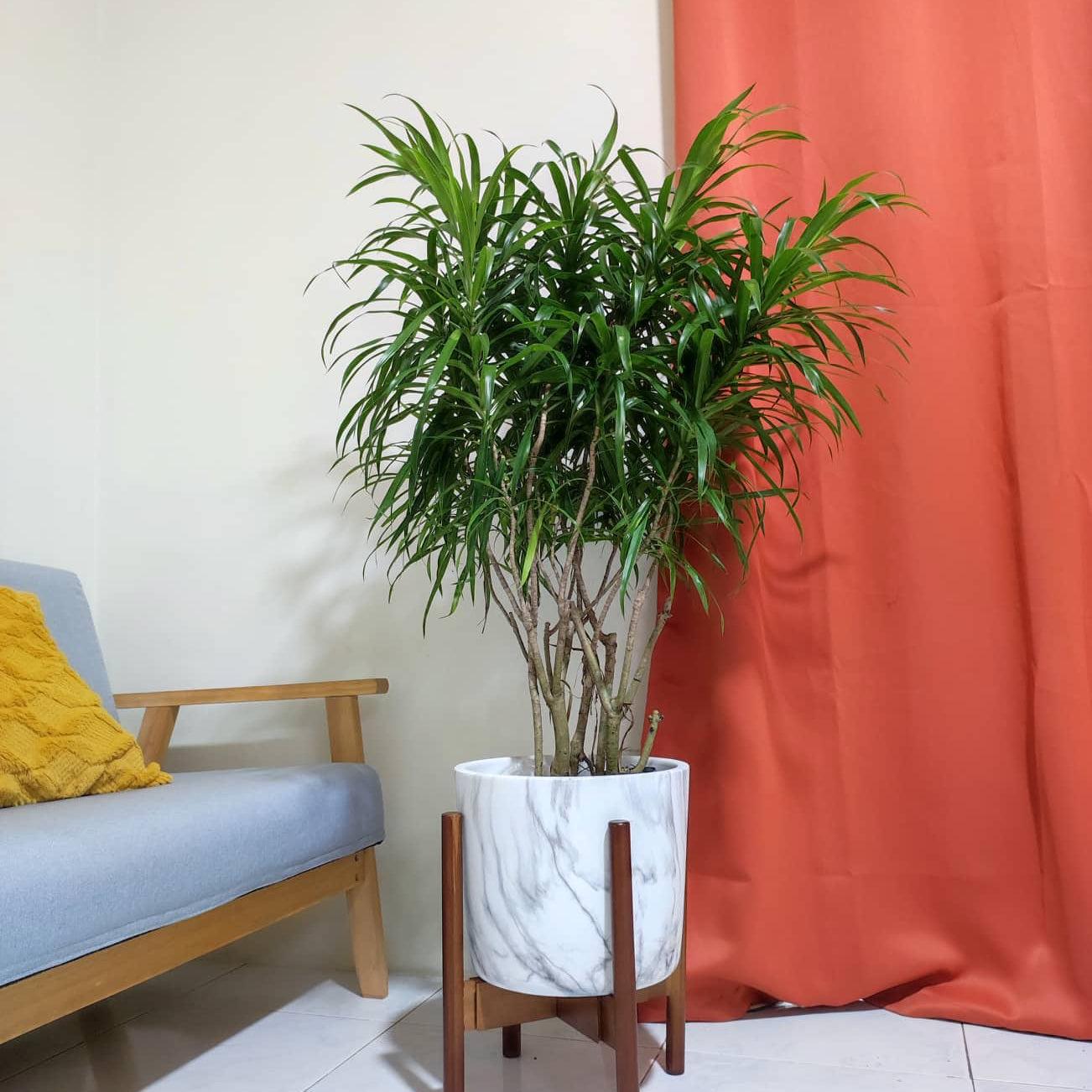 Dracaena anita