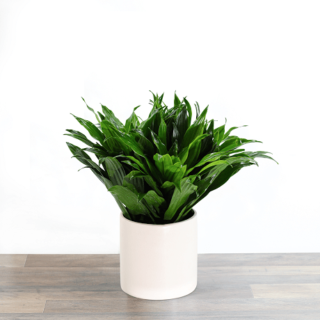 Dracaena compacta