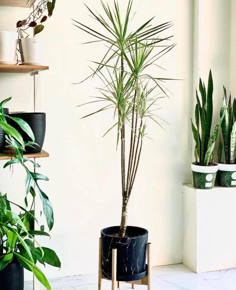 Dracaena marginata
