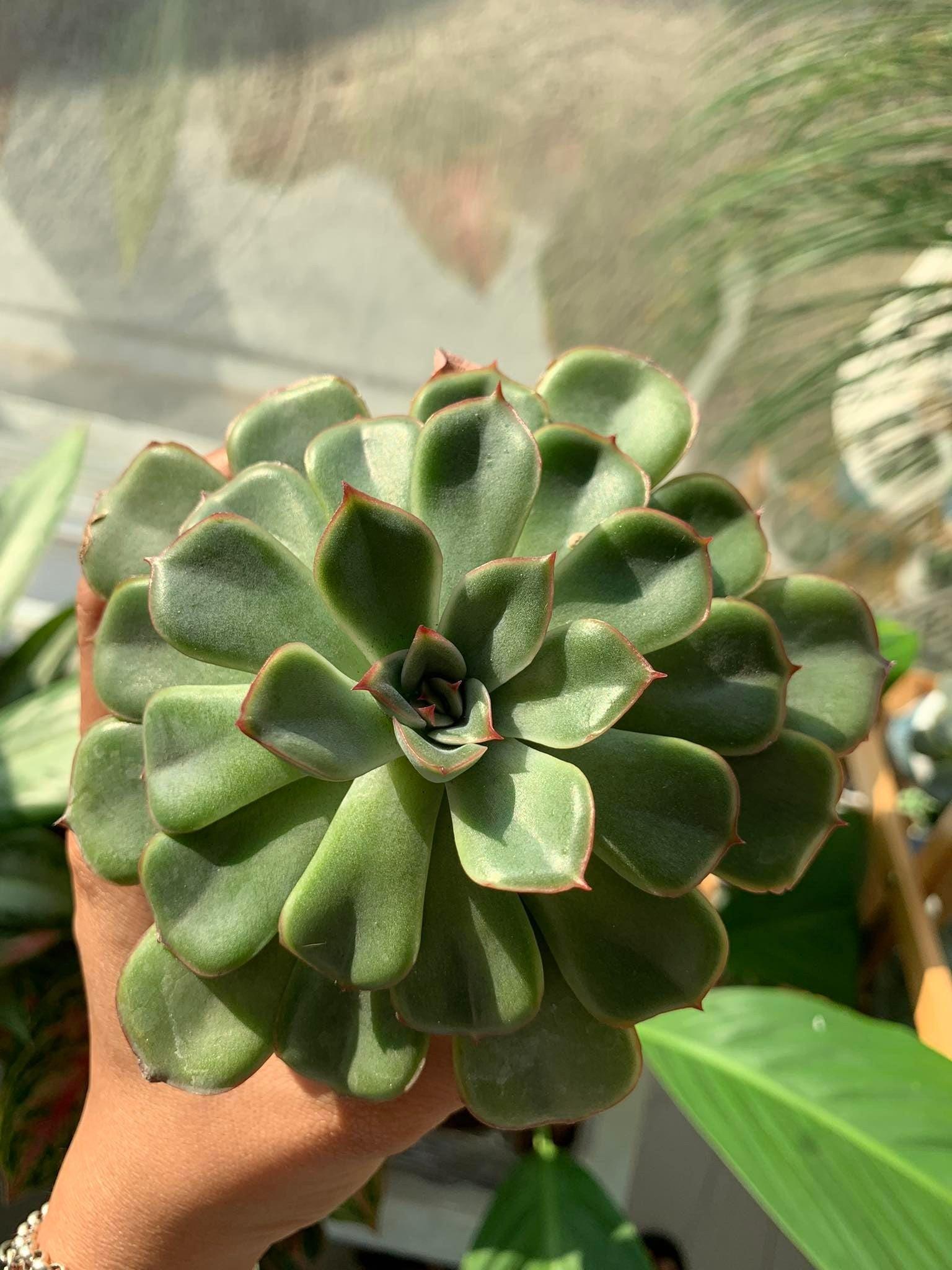 Echeveria 'Hercules' succulent