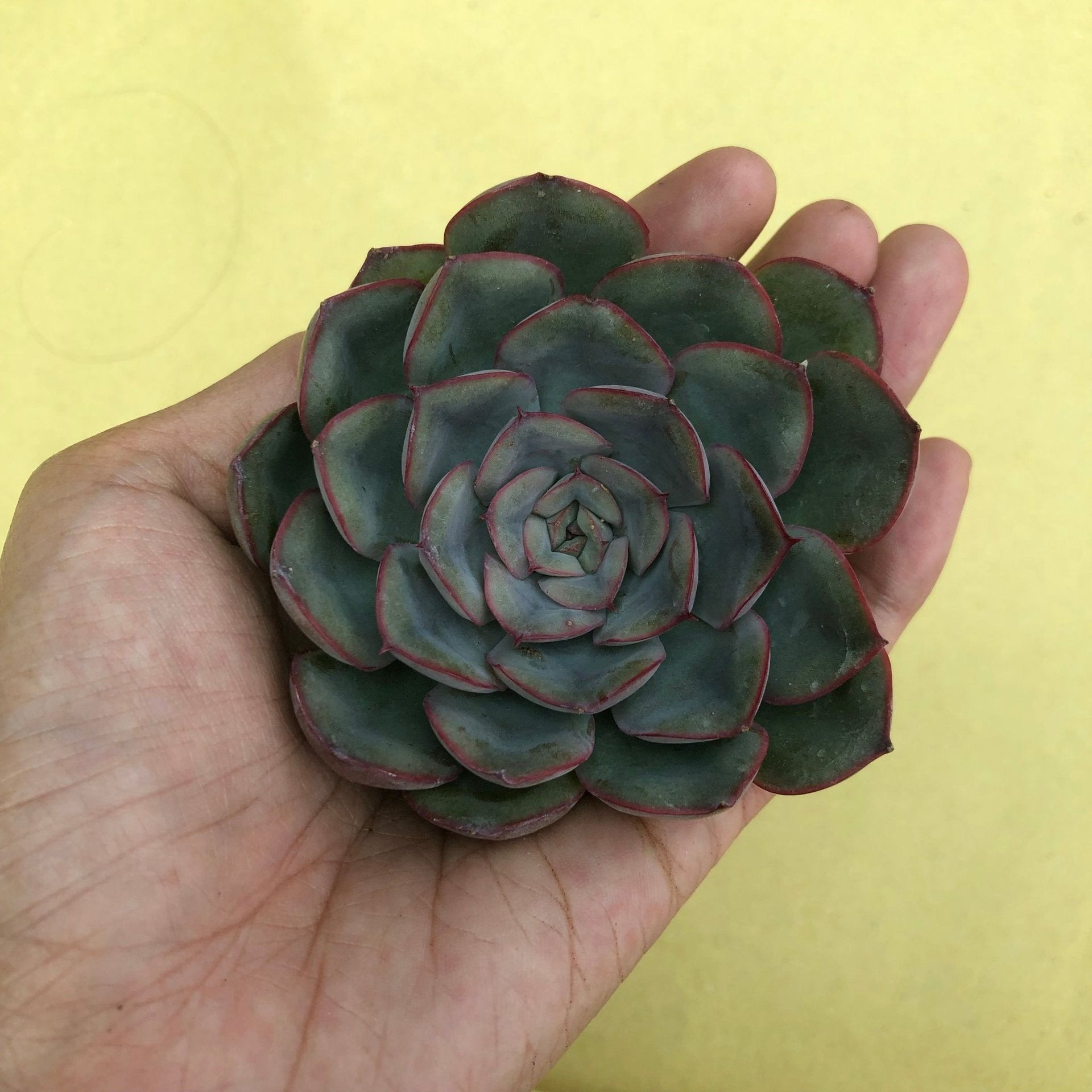 Echeveria 'Hercules' succulent