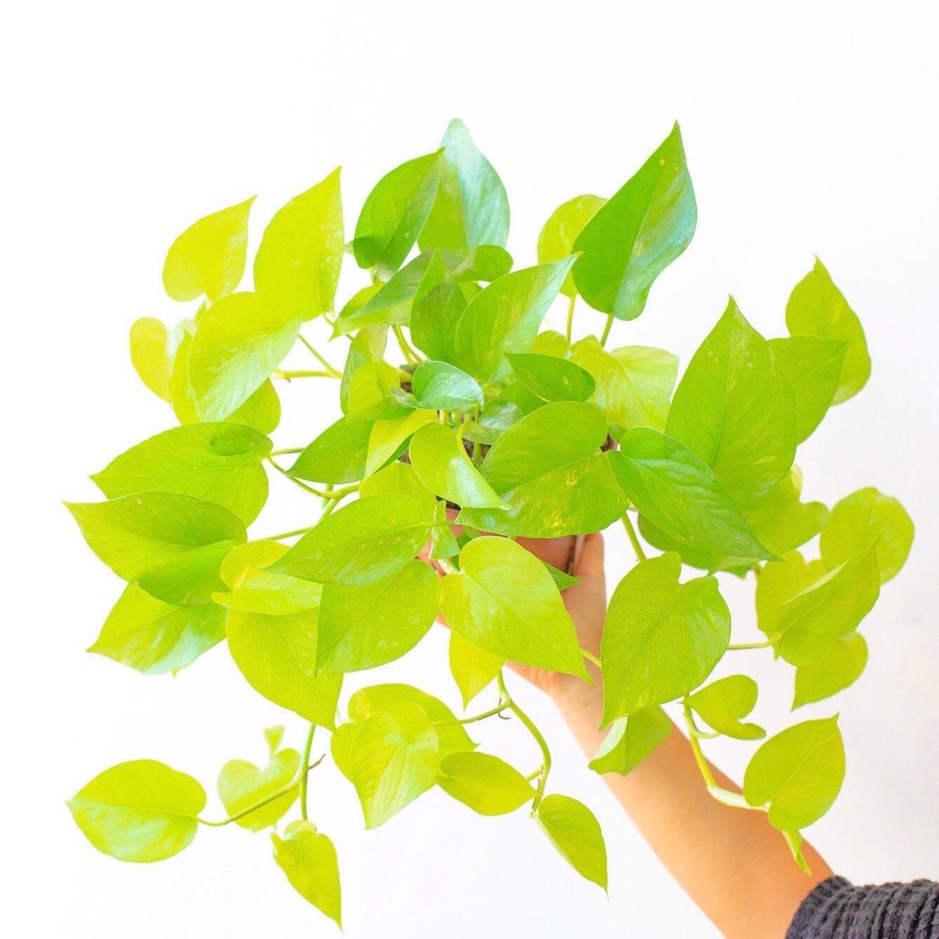 Pothos Plants