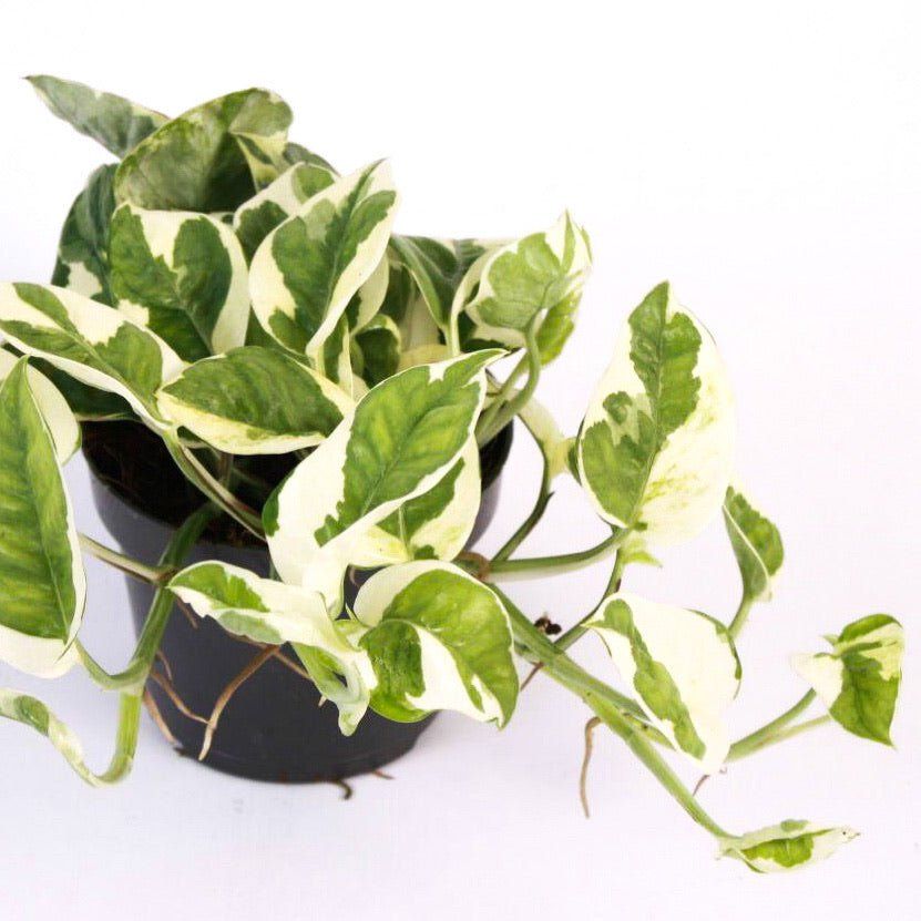 Pothos Plants