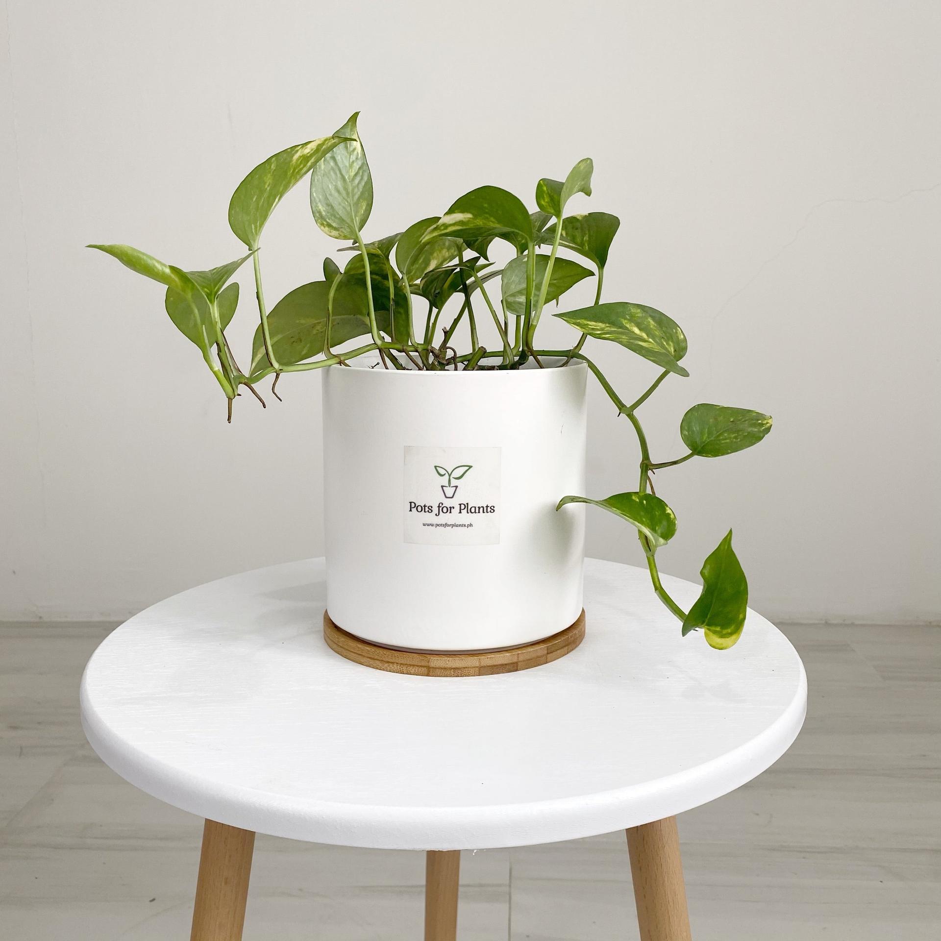 Pothos Plants