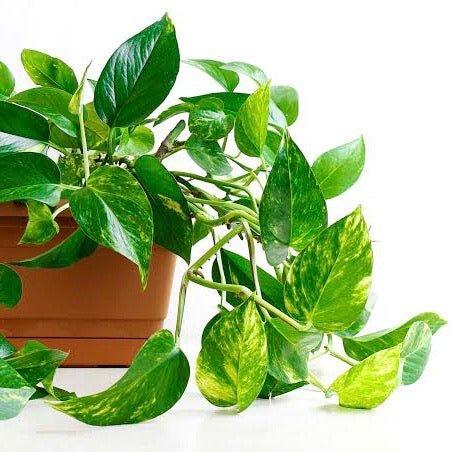 Pothos Plants