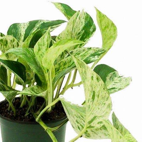 Pothos Plants