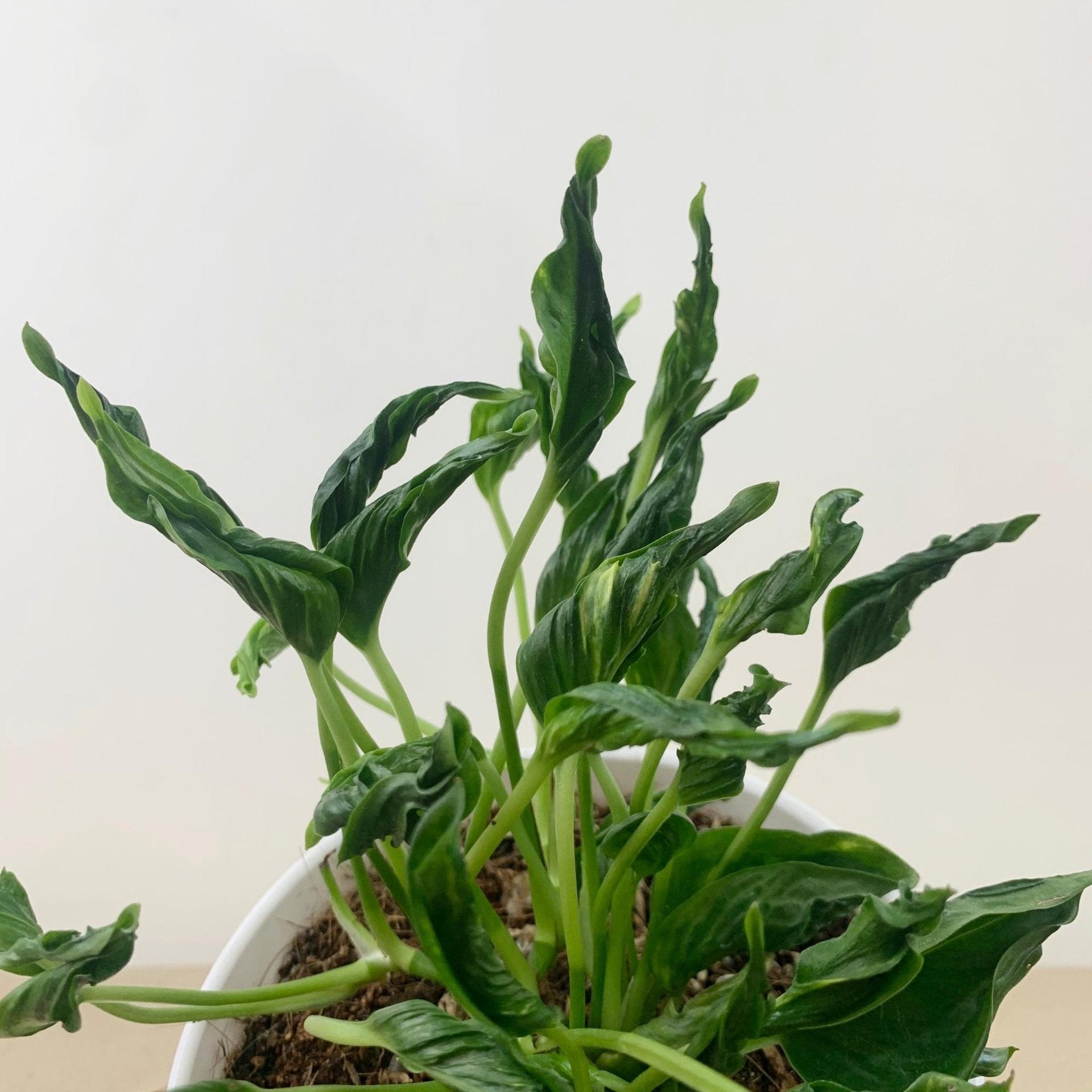 Epipremnum aureum Shangrila ‘Sleeping Pothos’