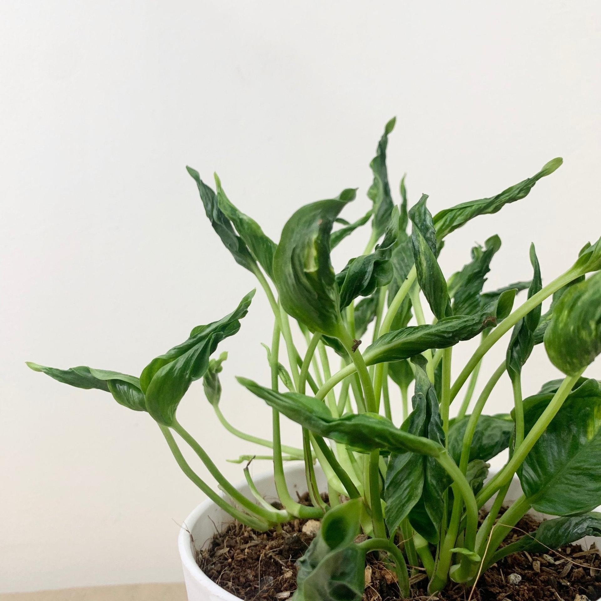 Epipremnum aureum Shangrila ‘Sleeping Pothos’