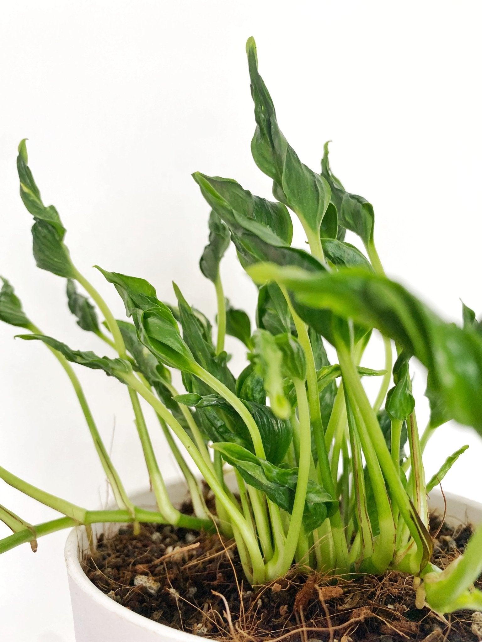 Epipremnum aureum Shangrila ‘Sleeping Pothos’