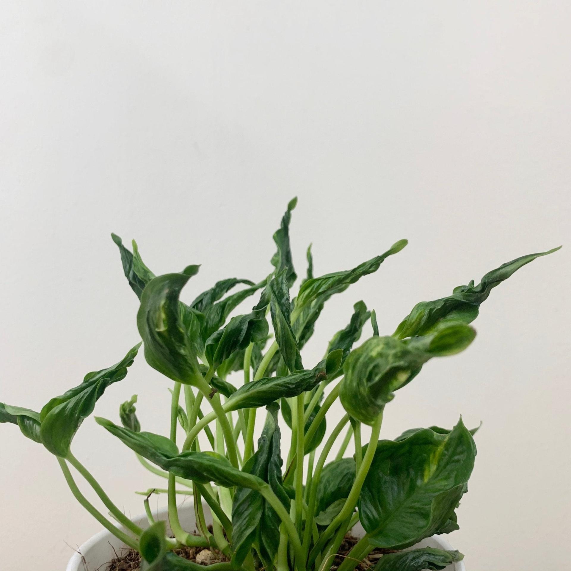 Epipremnum aureum Shangrila ‘Sleeping Pothos’