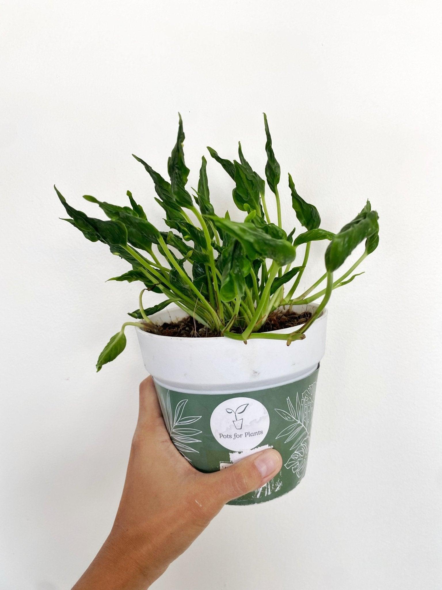 Epipremnum aureum Shangrila ‘Sleeping Pothos’