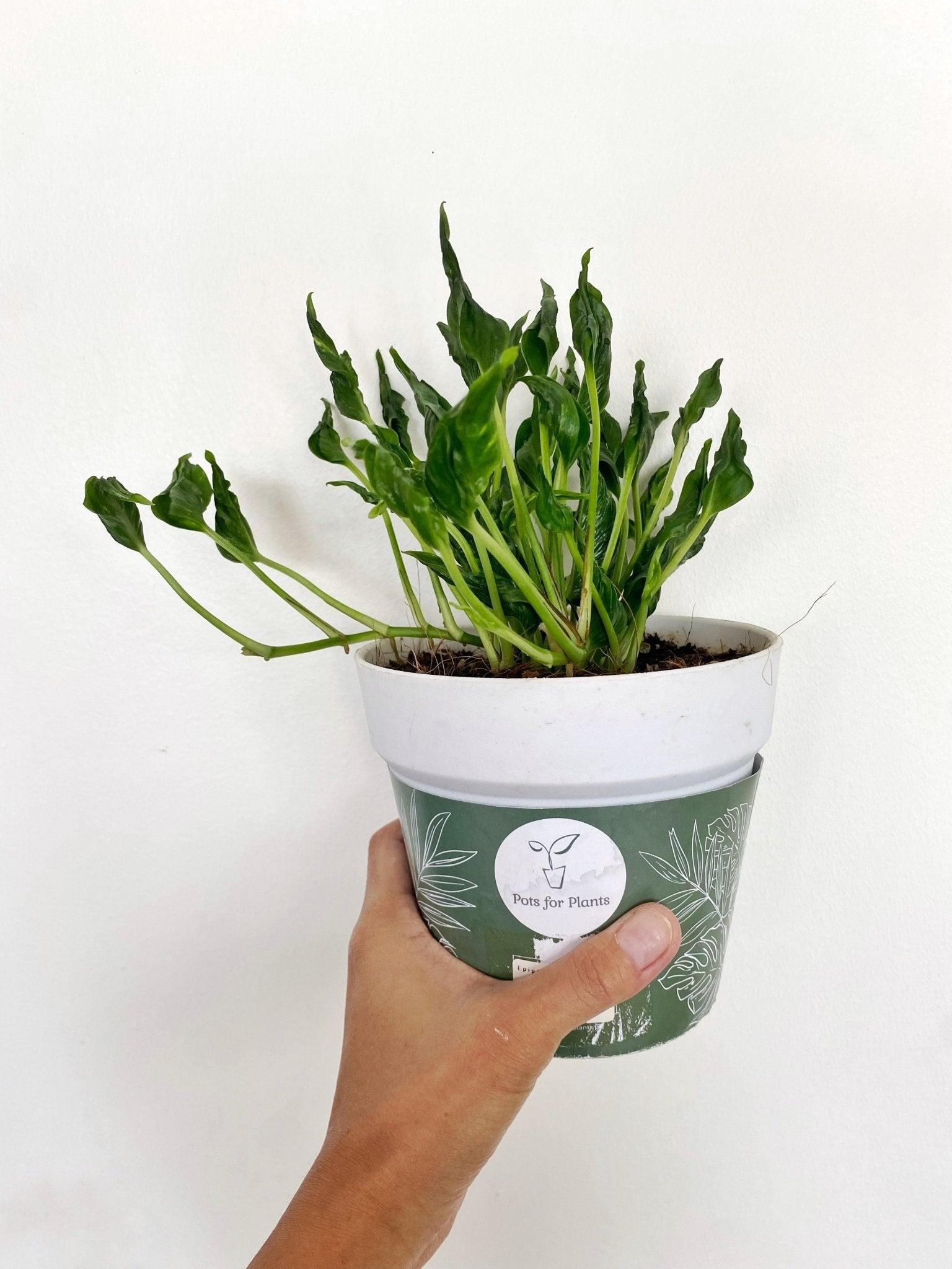 Epipremnum aureum Shangrila ‘Sleeping Pothos’