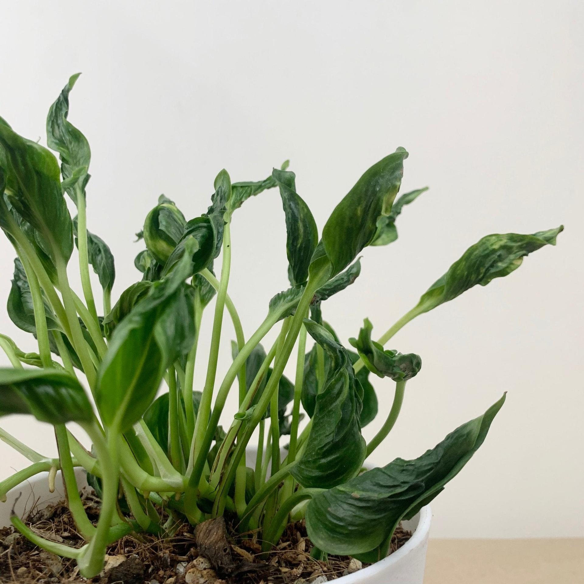 Epipremnum aureum Shangrila ‘Sleeping Pothos’
