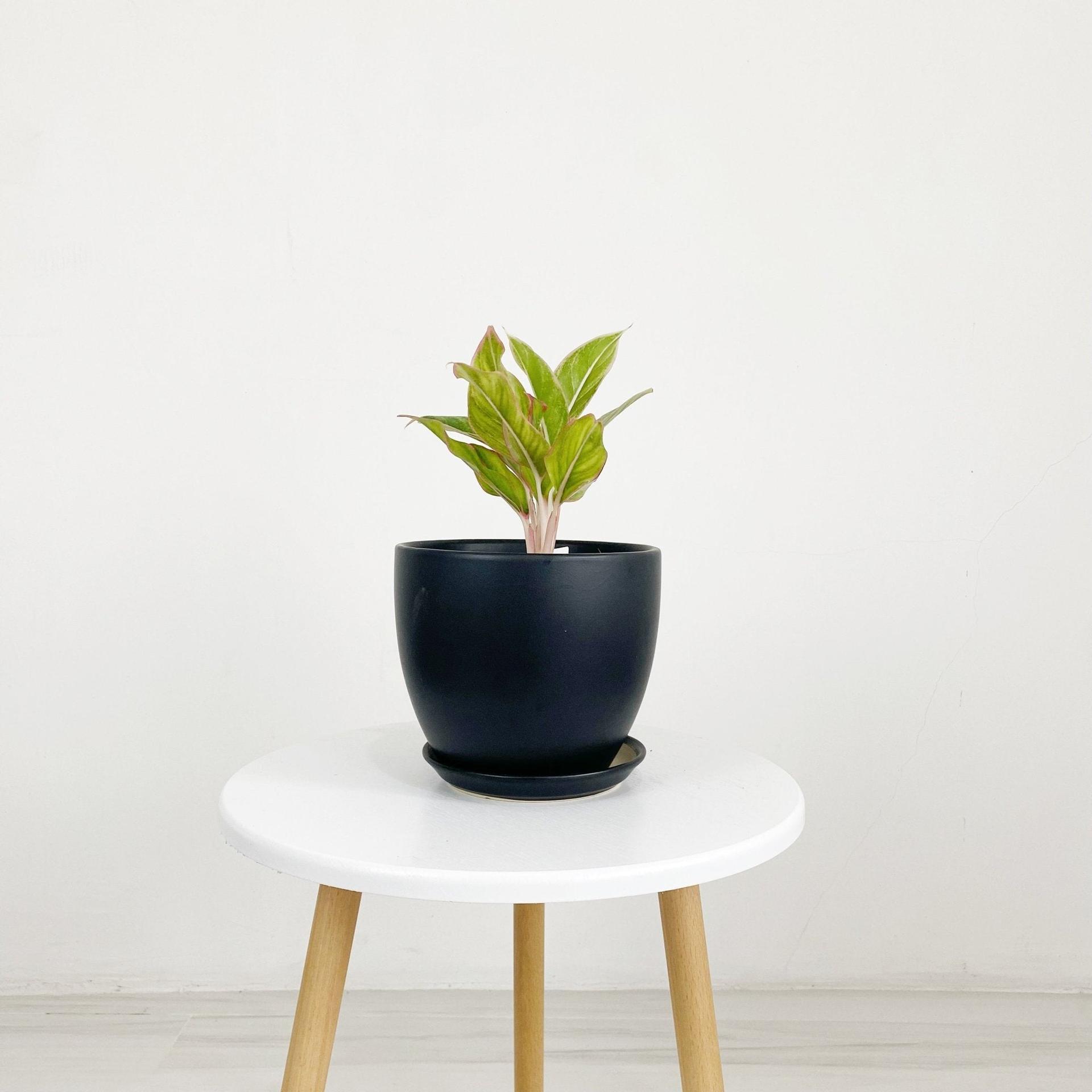 Cup Shaped Glazed Clay Earthenware Ceramic Desk Pot