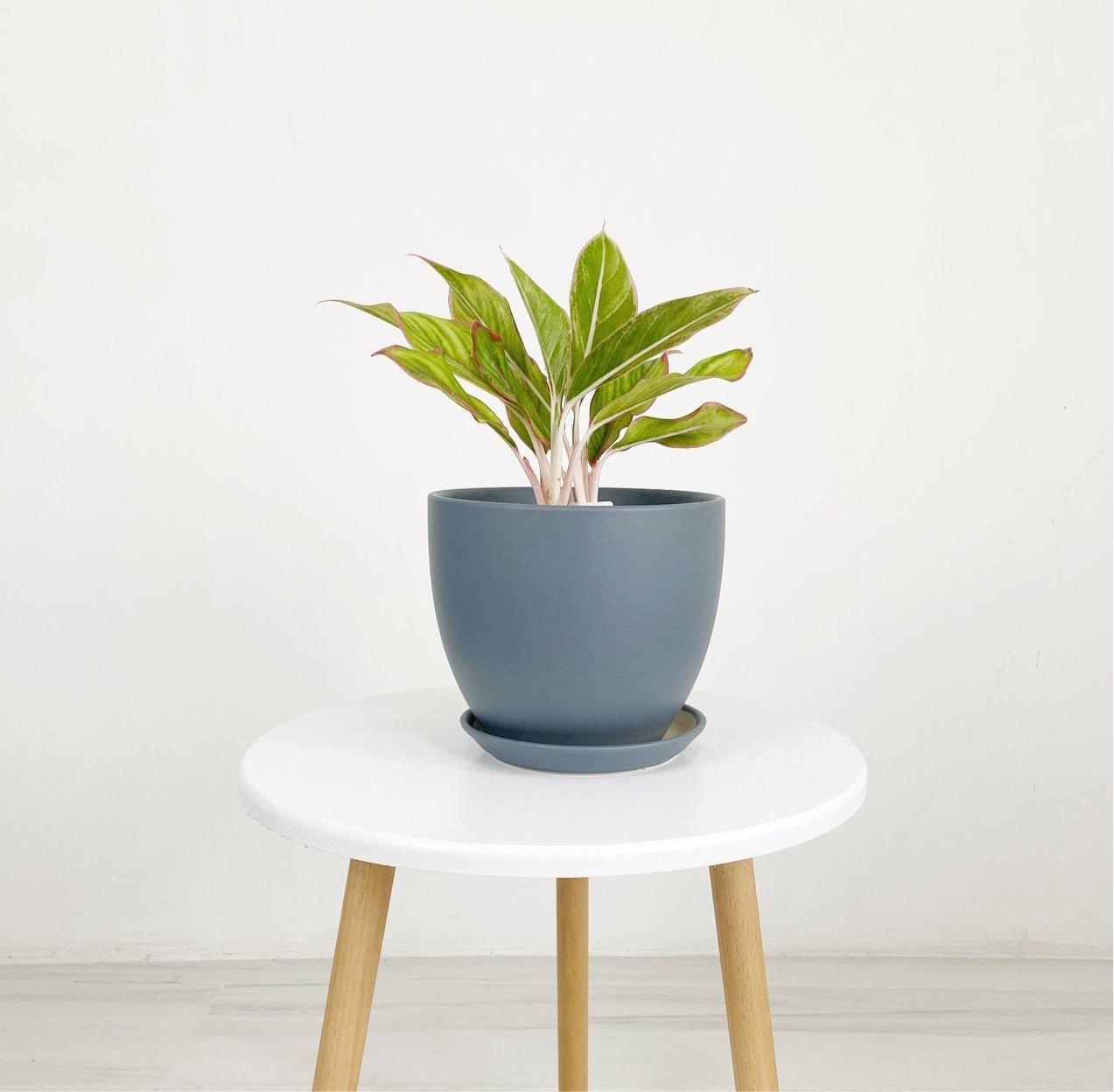 Cup Shaped Glazed Clay Earthenware Ceramic Desk Pot