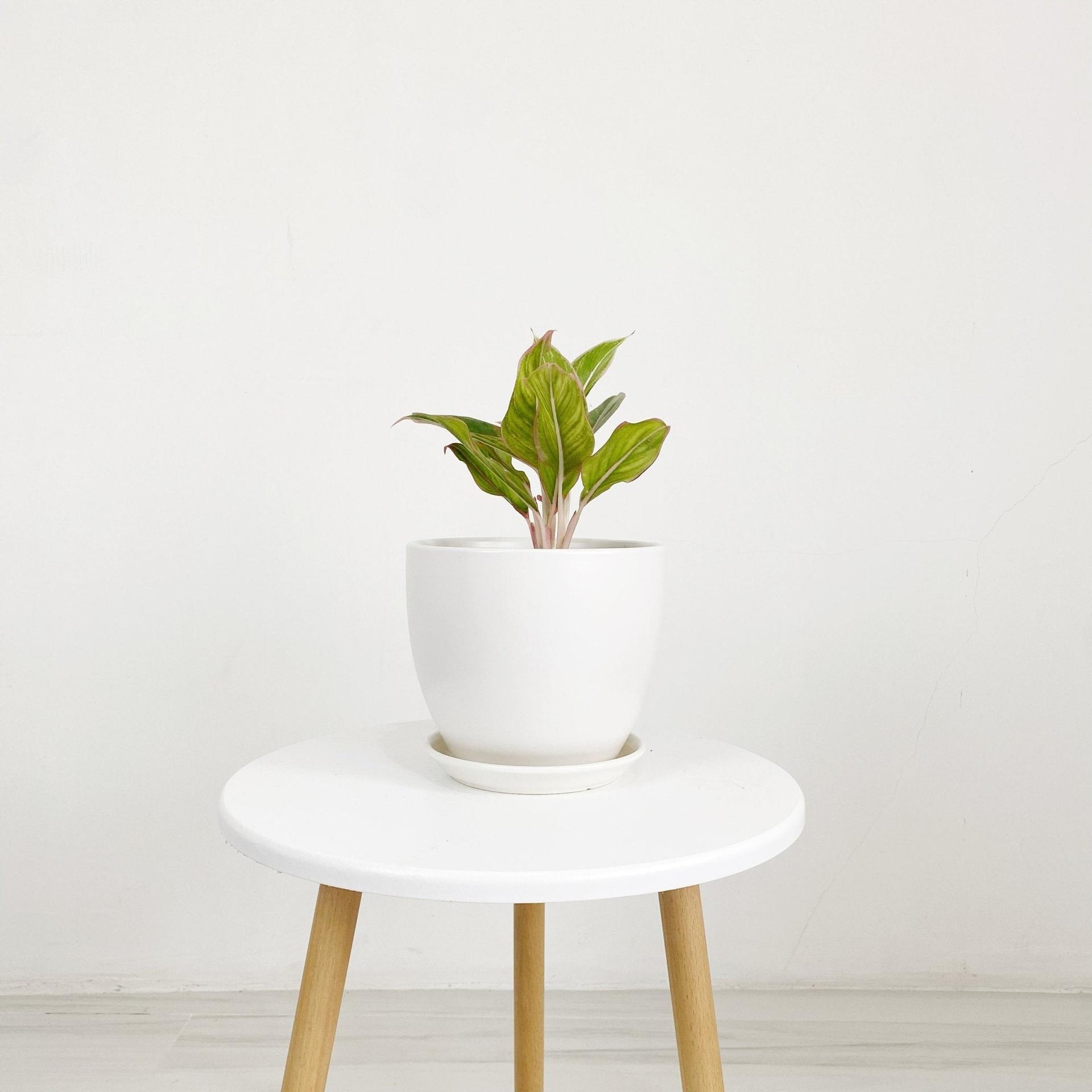 Cup Shaped Glazed Clay Earthenware Ceramic Desk Pot