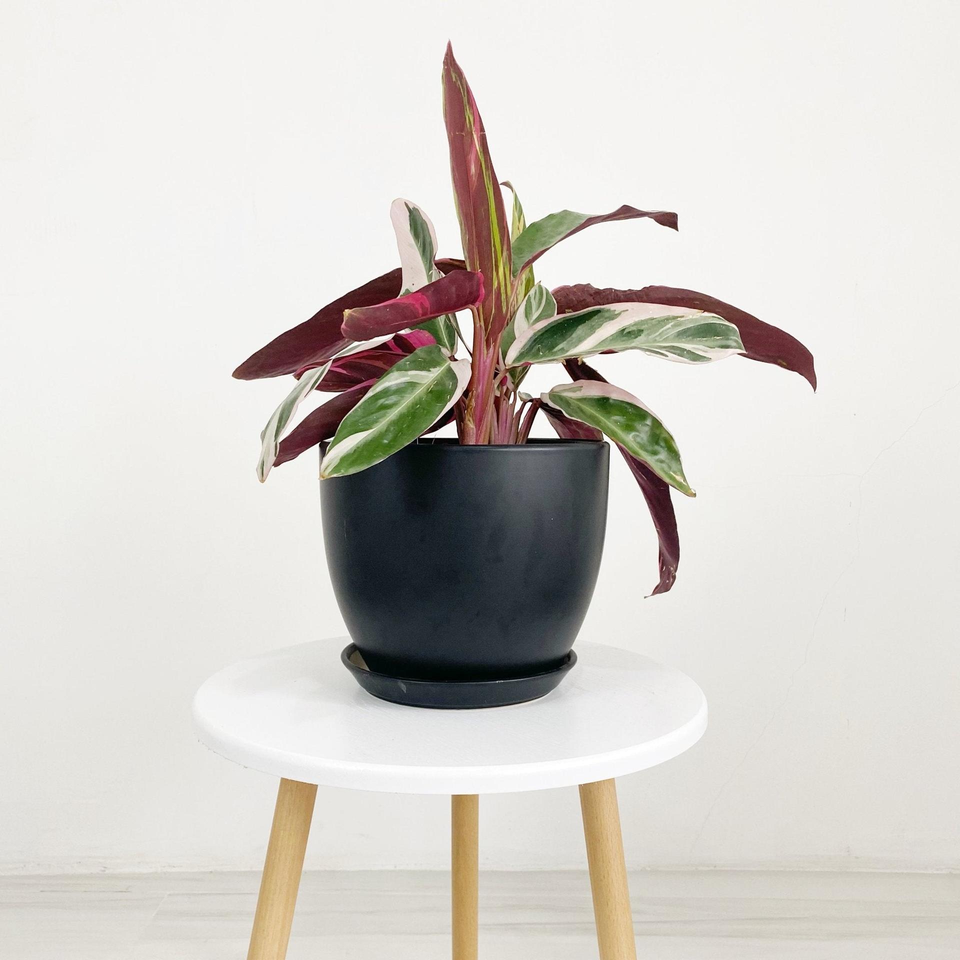 Cup Shaped Glazed Clay Earthenware Ceramic Desk Pot