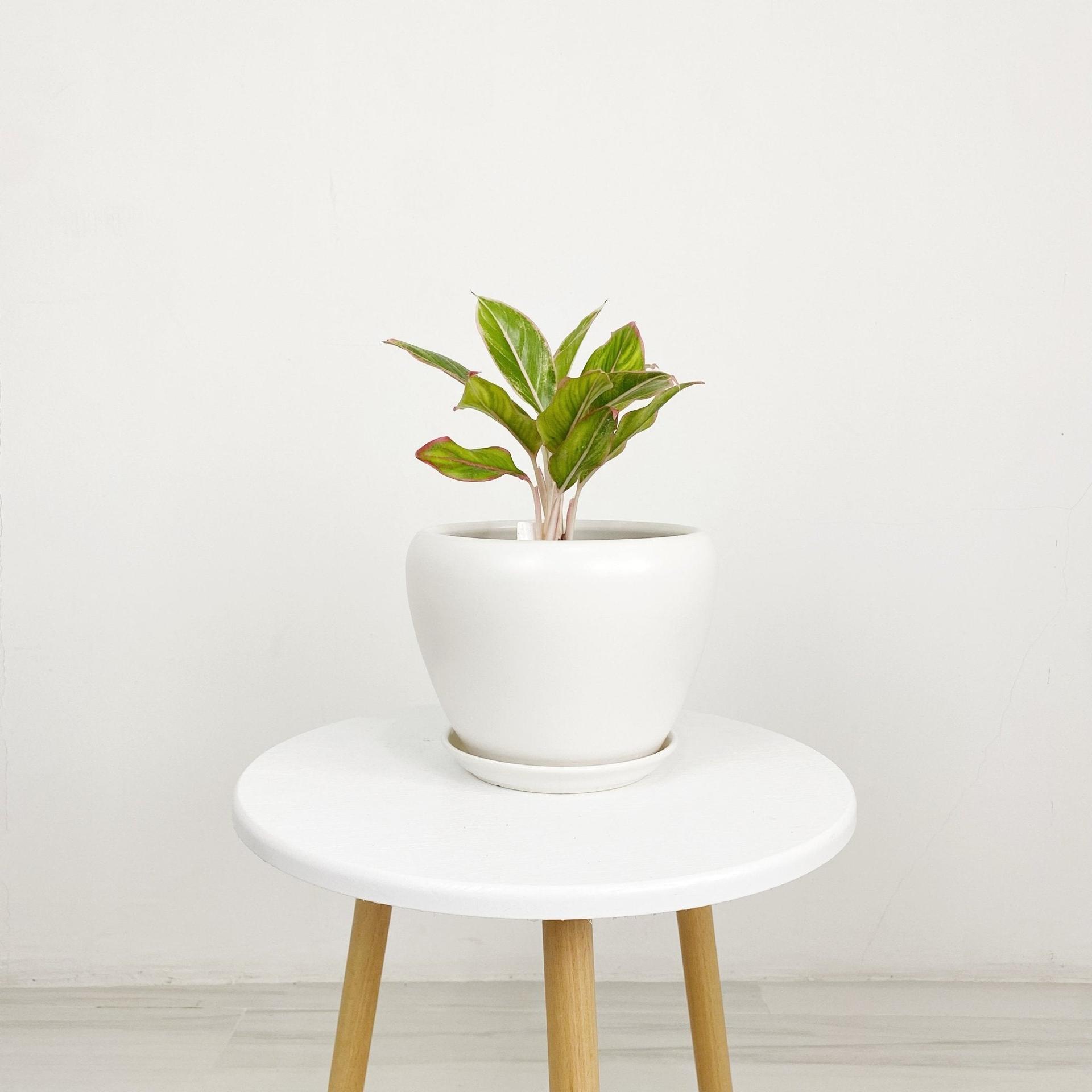 ES1258 Egg Shaped Glazed Clay Ceramic Pot with Catch Plate