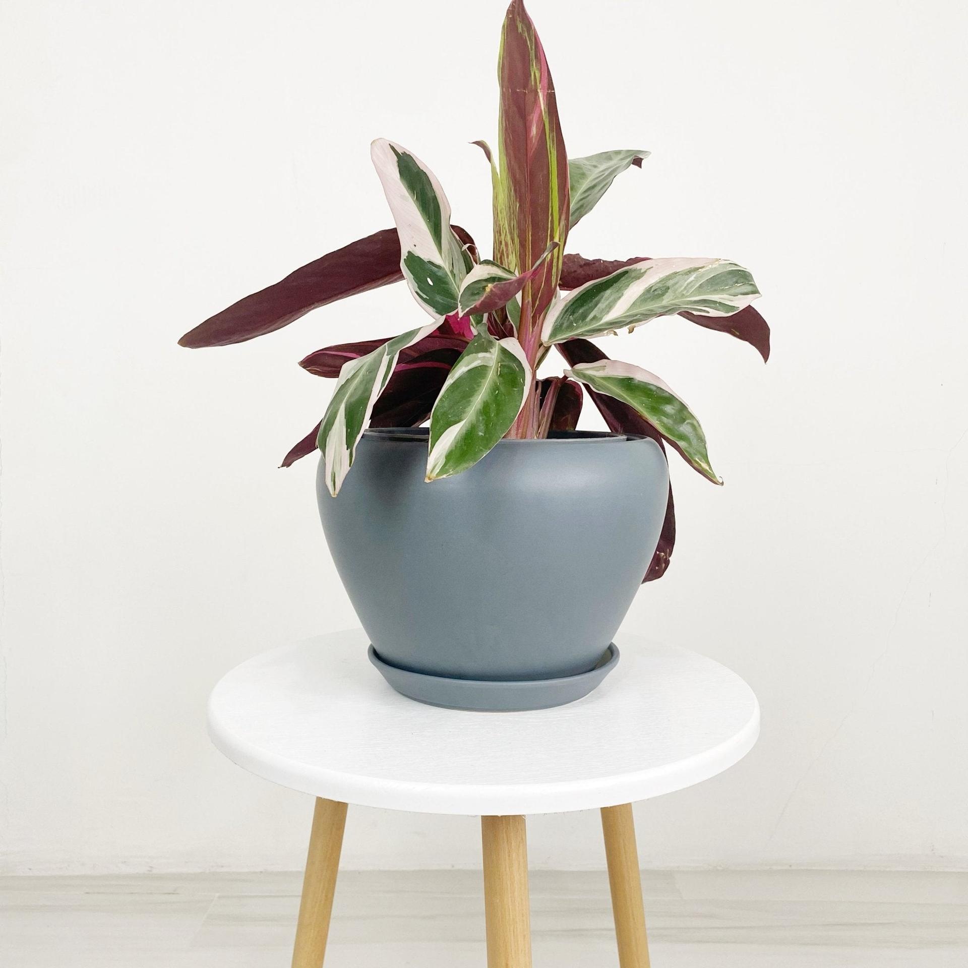 ES1258 Egg Shaped Glazed Clay Ceramic Pot with Catch Plate