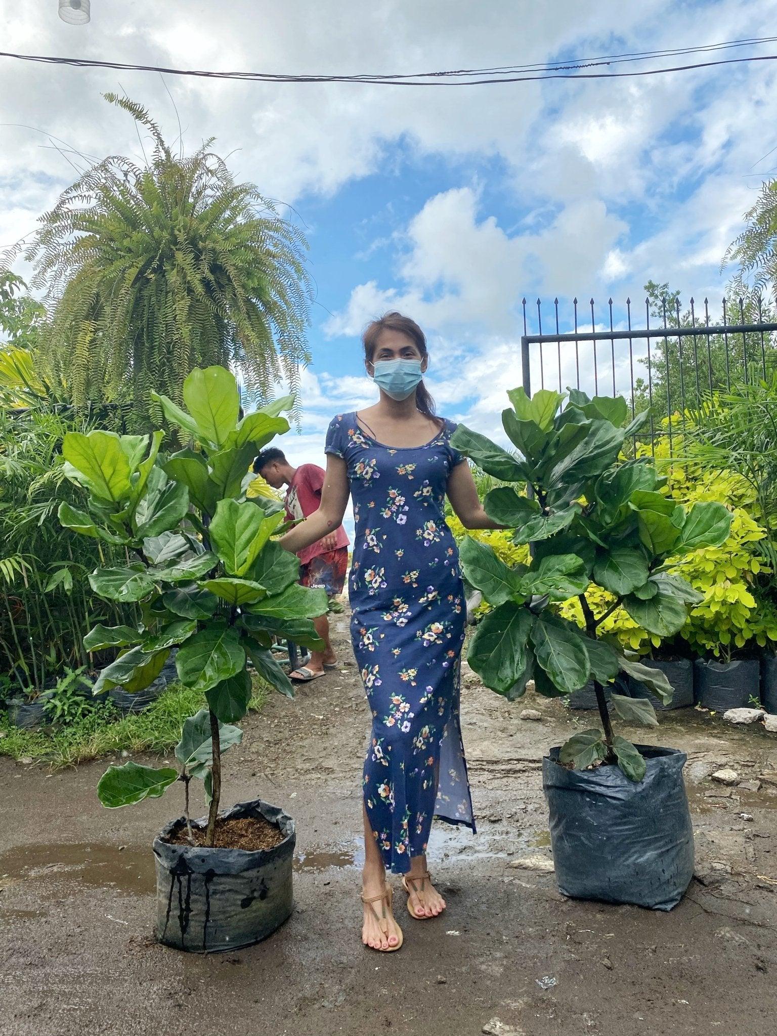 Fiddle Leaf Fig Tree (Ficus lyrata)