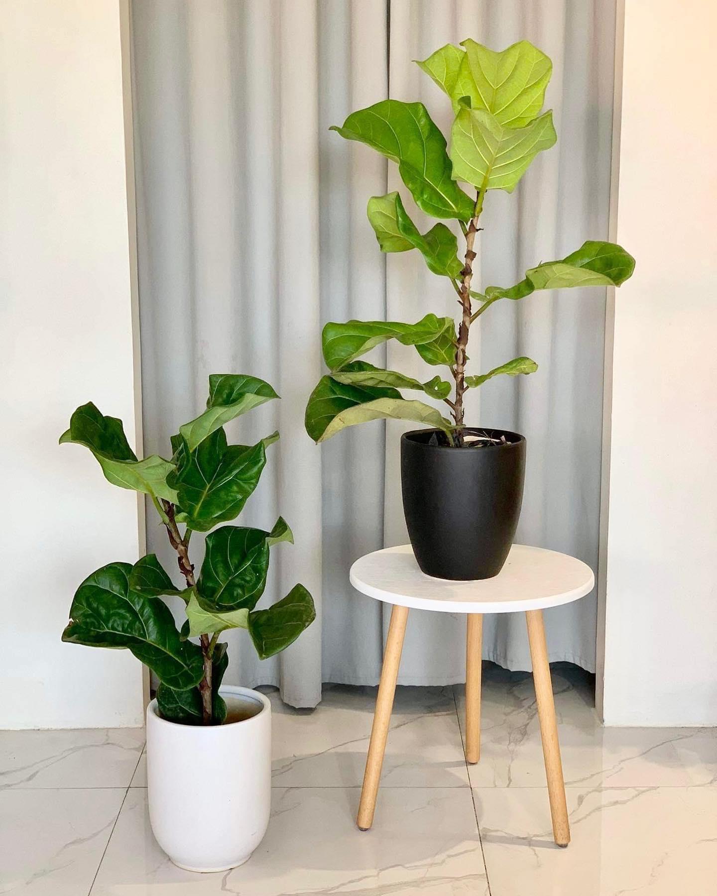 Fiddle Leaf Fig Tree (Ficus lyrata)
