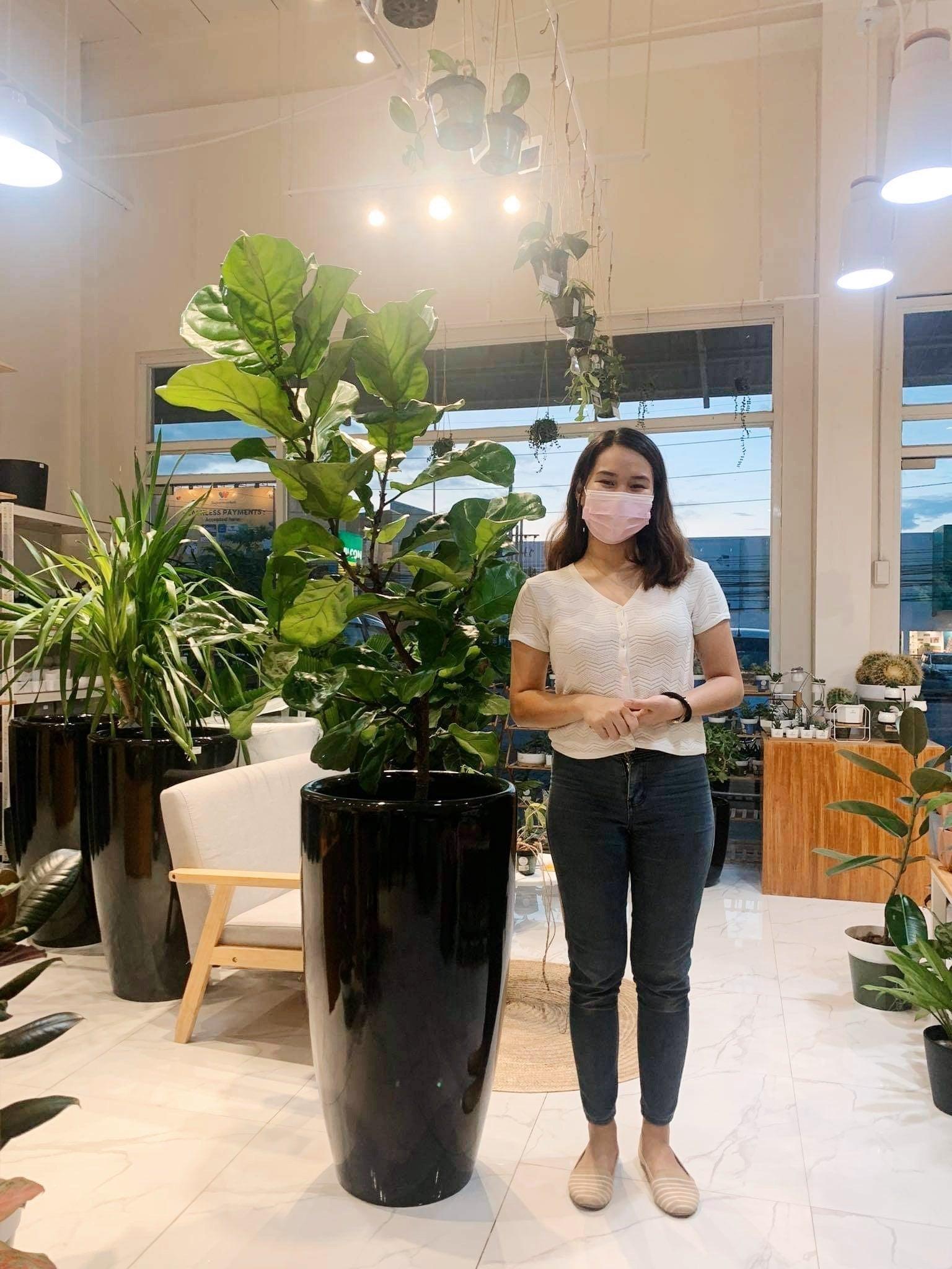 Fiddle Leaf Fig Tree (Ficus lyrata)