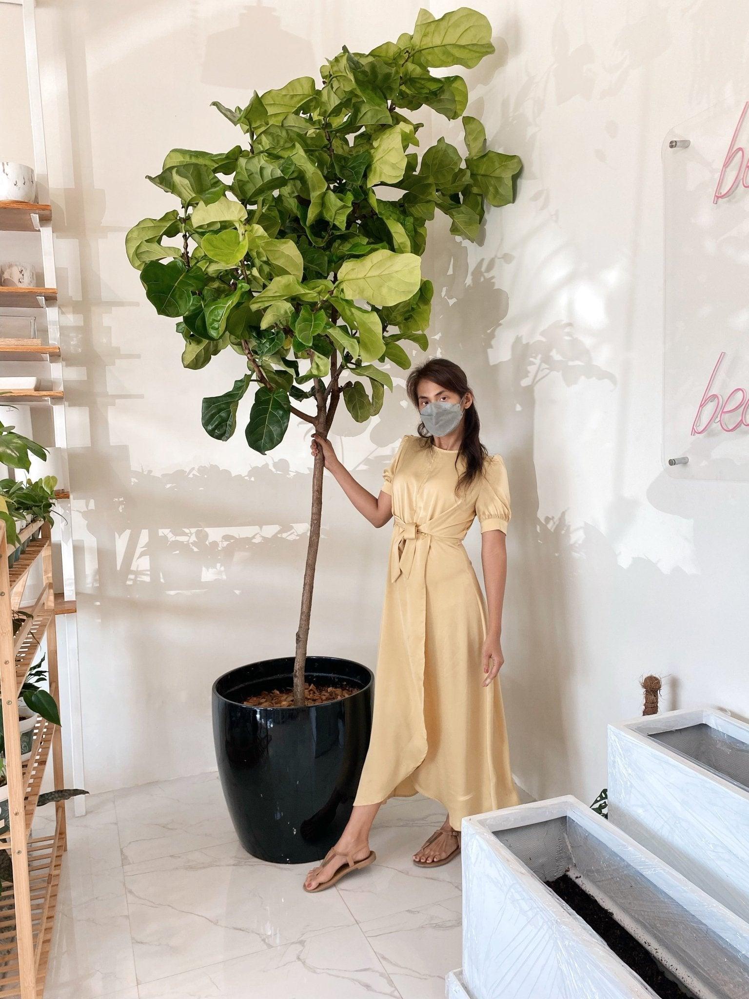 Fiddle Leaf Fig Tree (Ficus lyrata)