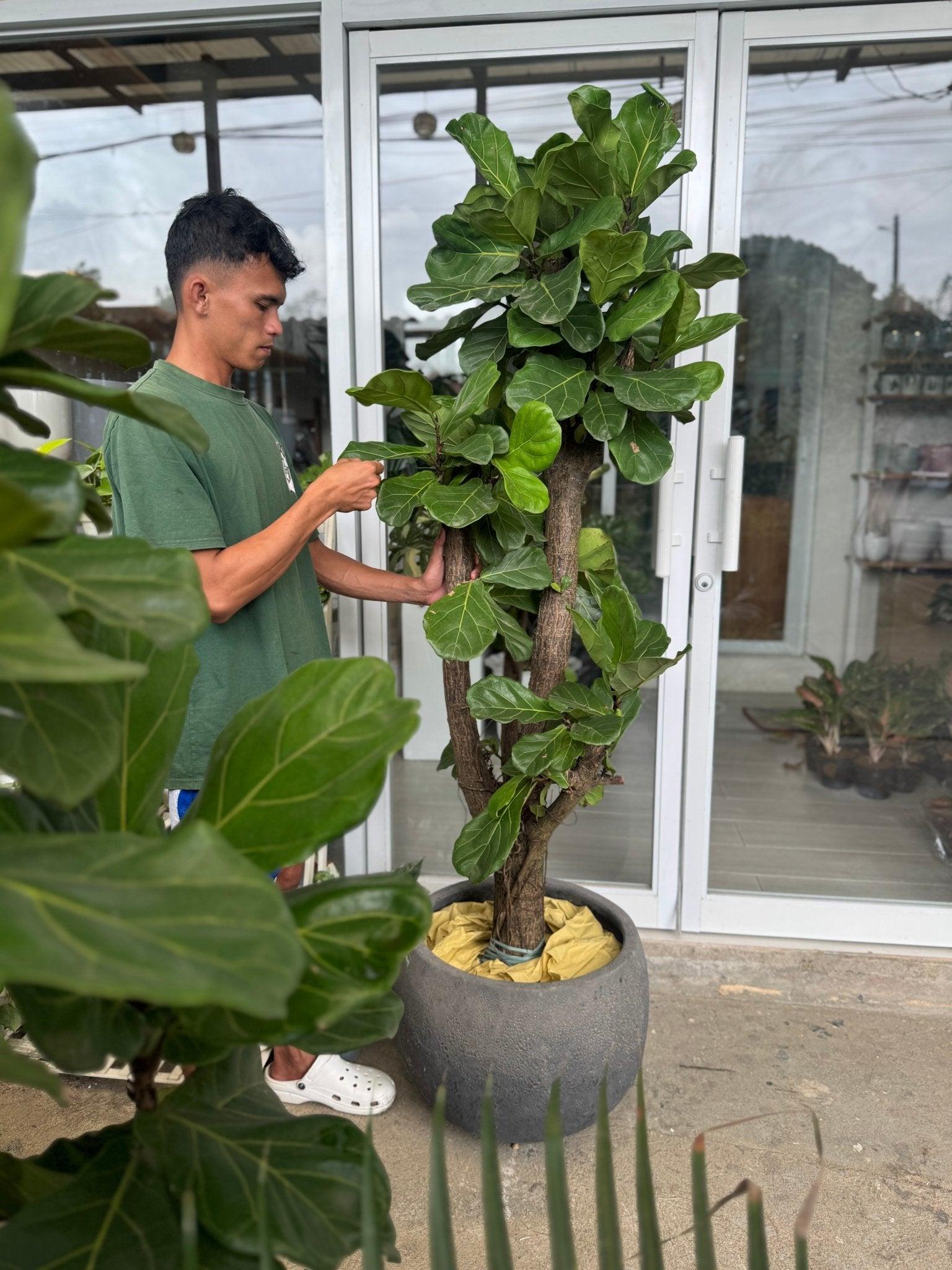 Fiddle Leaf Fig Tree (Ficus lyrata)