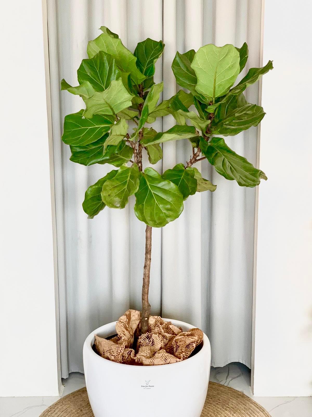 Fiddle Leaf Fig Tree (Ficus lyrata)