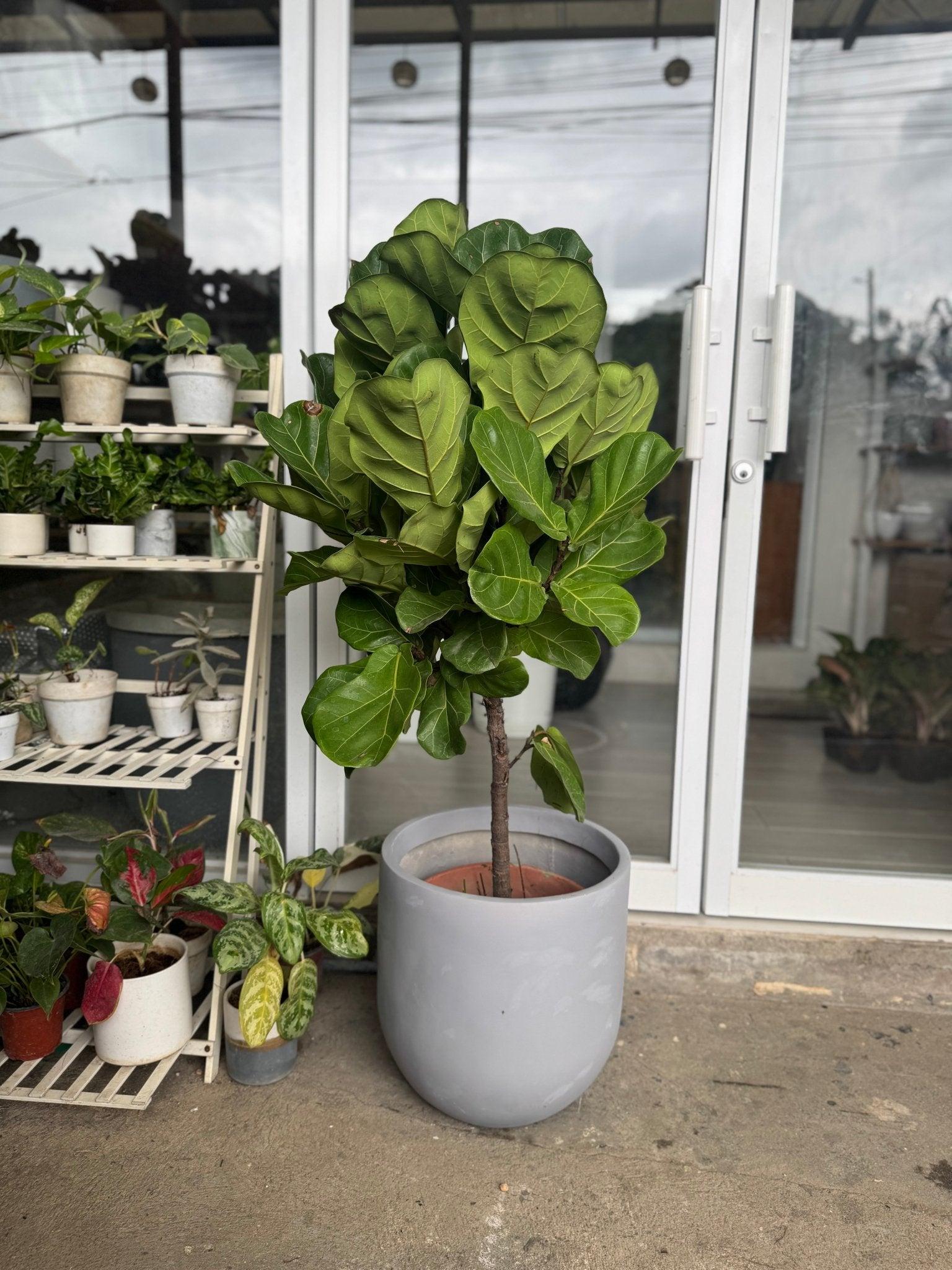 Fiddle Leaf Fig Tree (Ficus lyrata)