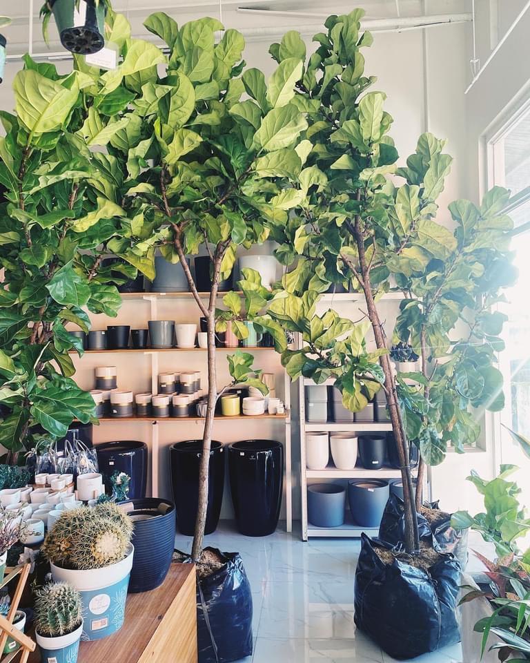 Fiddle Leaf Fig Tree (Ficus lyrata)
