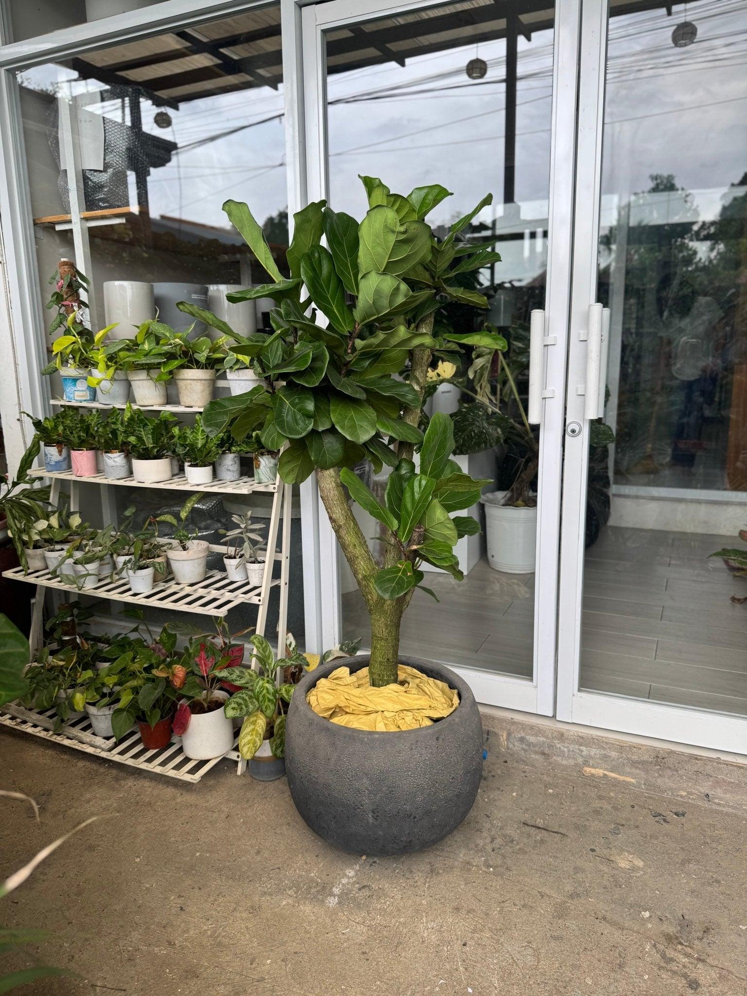 Fiddle Leaf Fig Tree (Ficus lyrata)