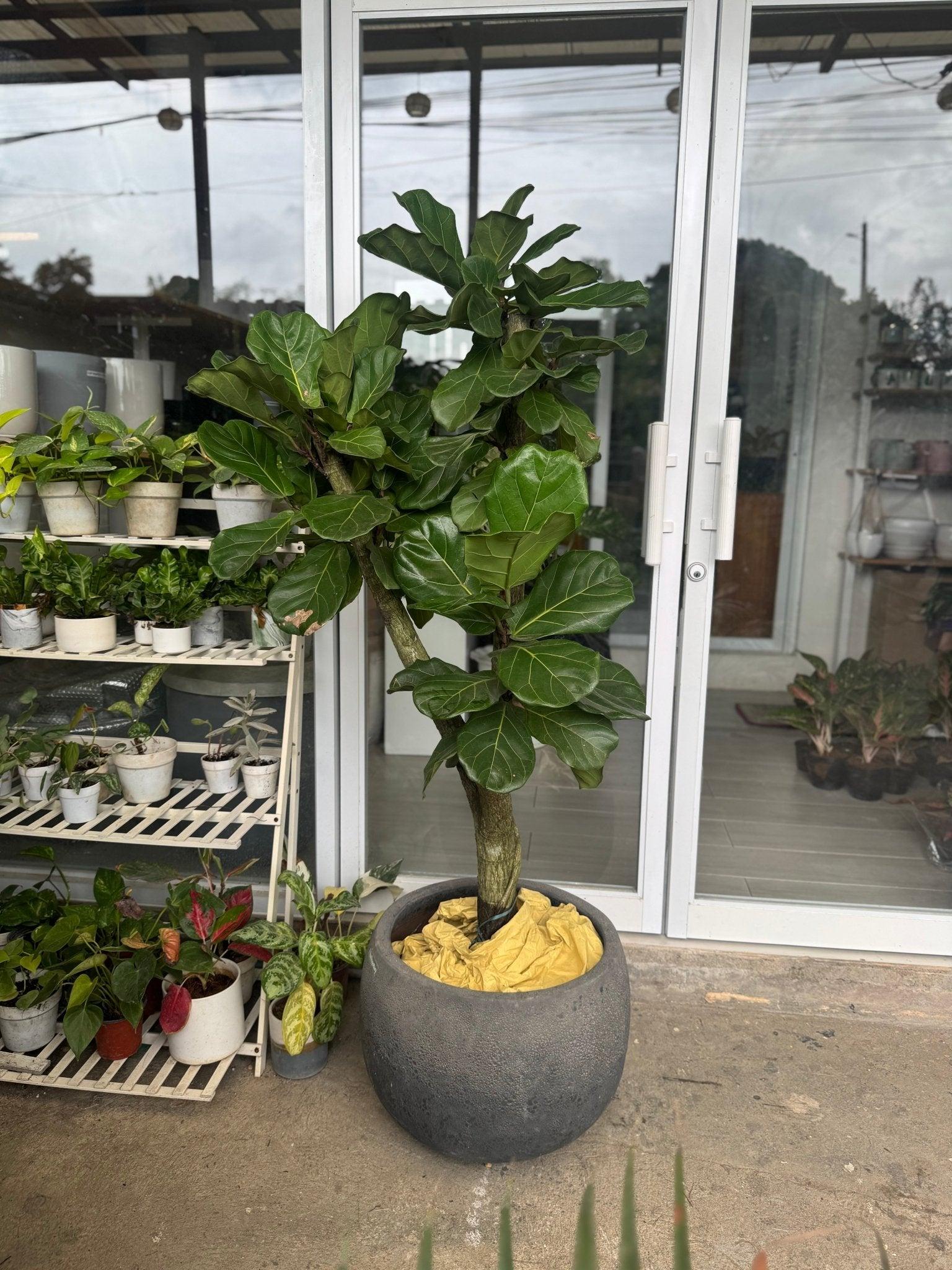 Fiddle Leaf Fig Tree (Ficus lyrata)