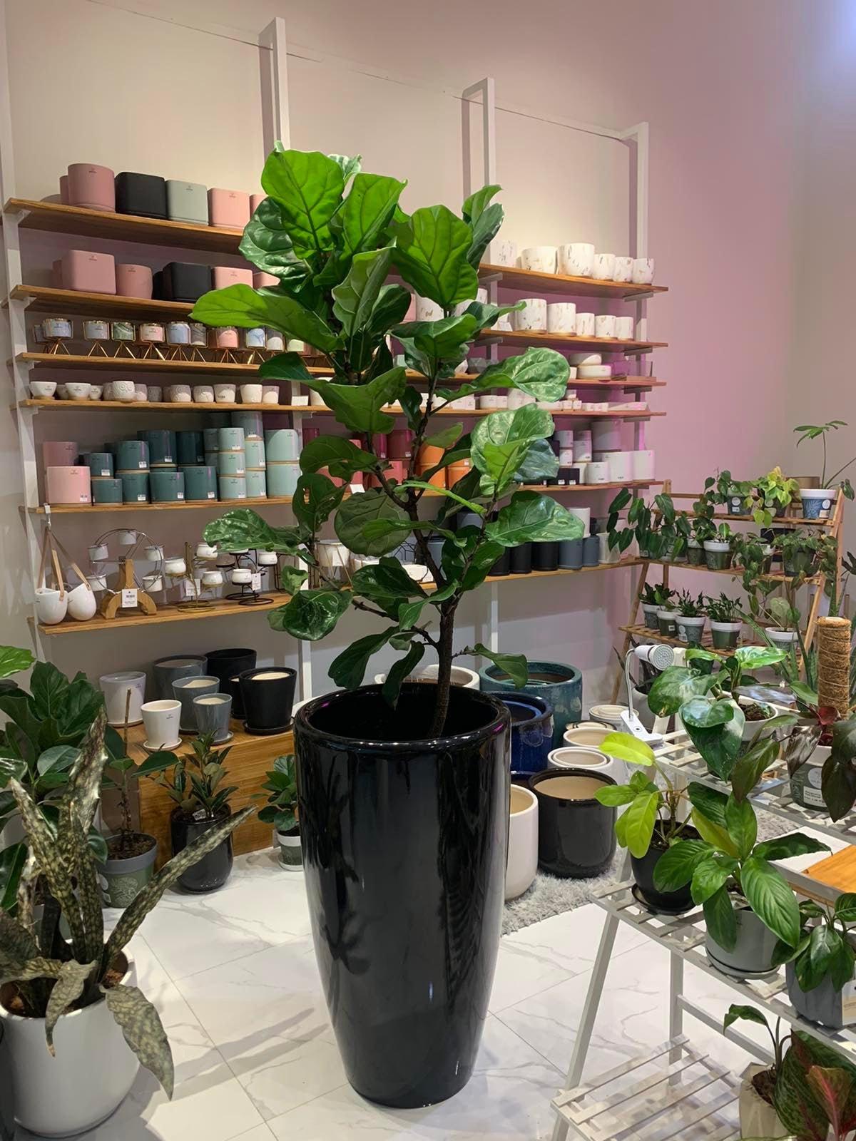 Fiddle Leaf Fig Tree (Ficus lyrata)