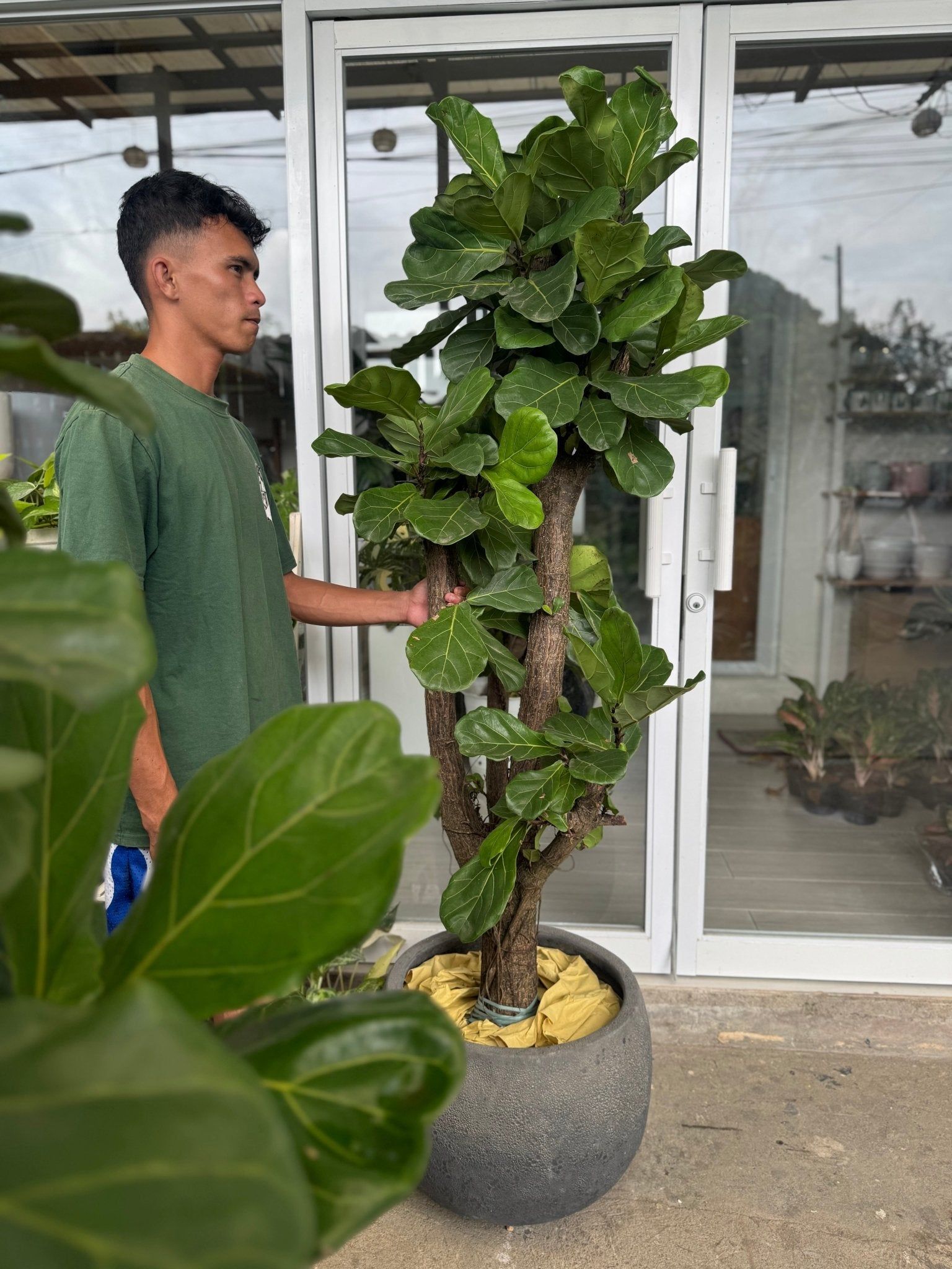 Fiddle Leaf Fig Tree (Ficus lyrata)