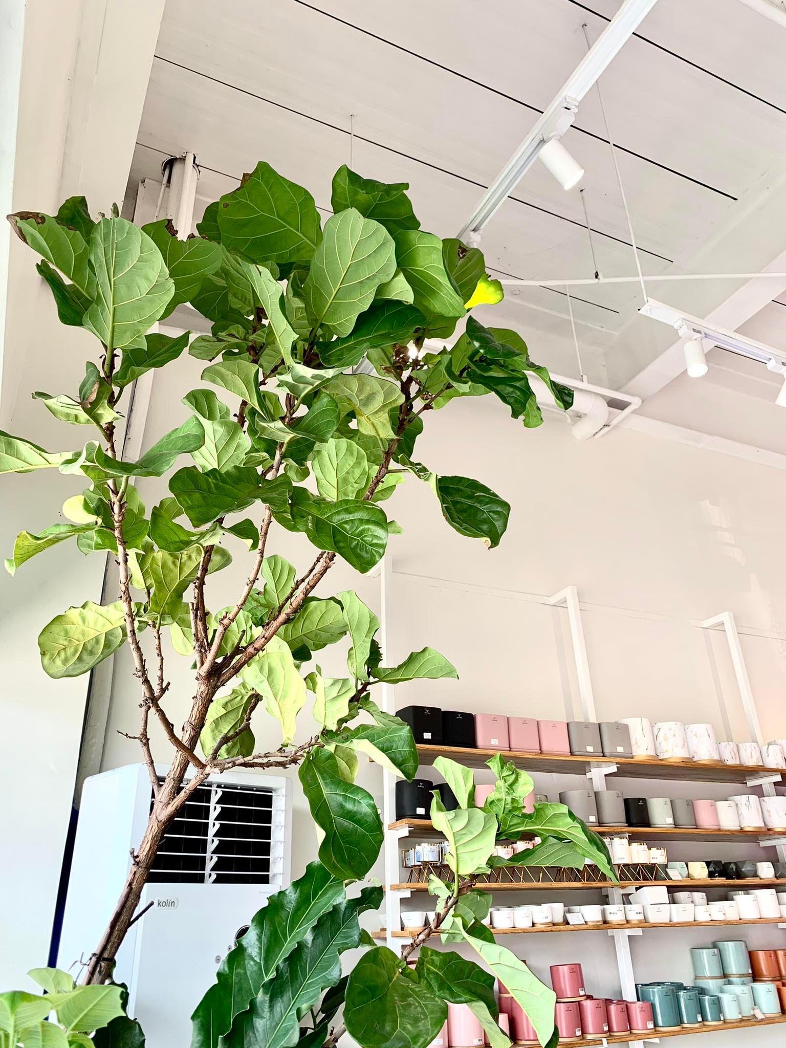 Fiddle Leaf Fig Tree (Ficus lyrata)