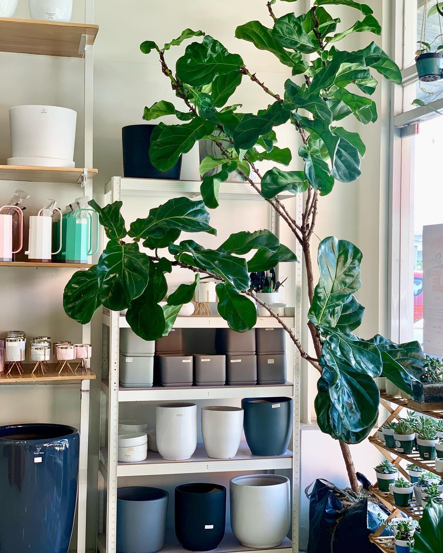 Fiddle Leaf Fig Tree (Ficus lyrata)