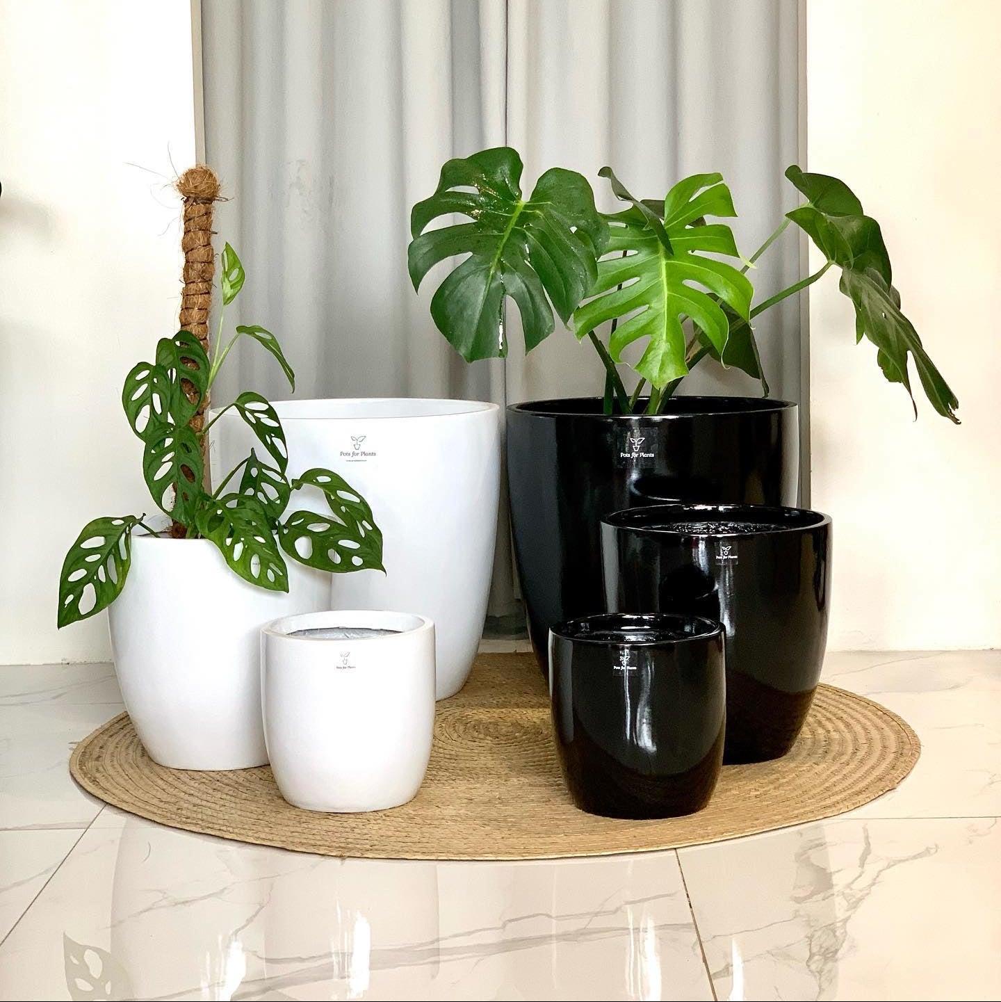 FP185 Cup Shaped Fiberglass Planter