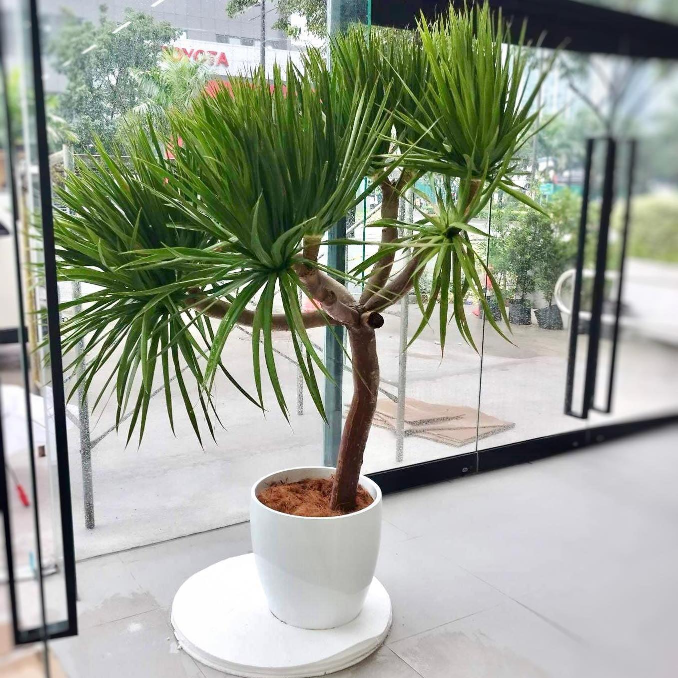 FP185 Cup Shaped Fiberglass Planter