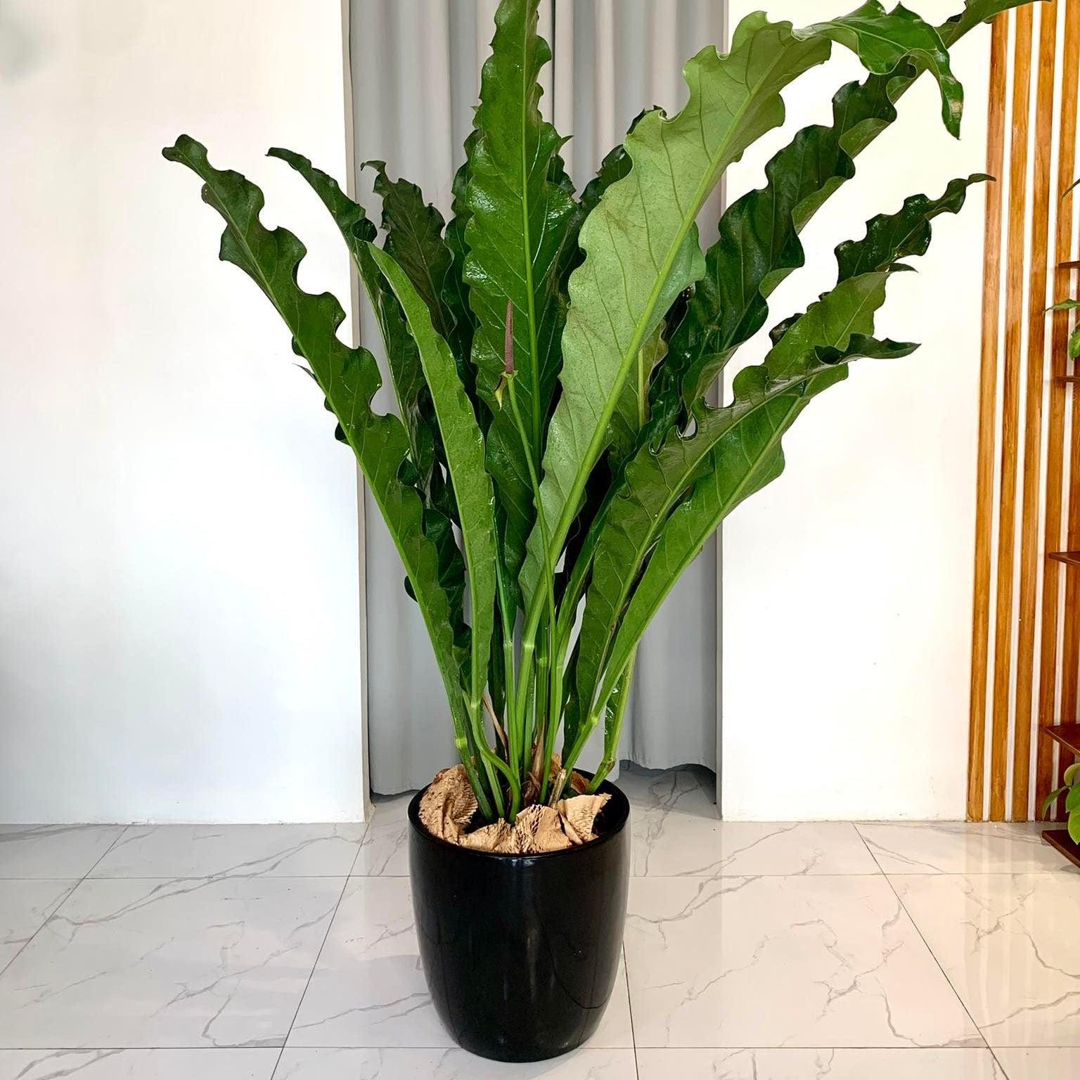 FP185 Cup Shaped Fiberglass Planter
